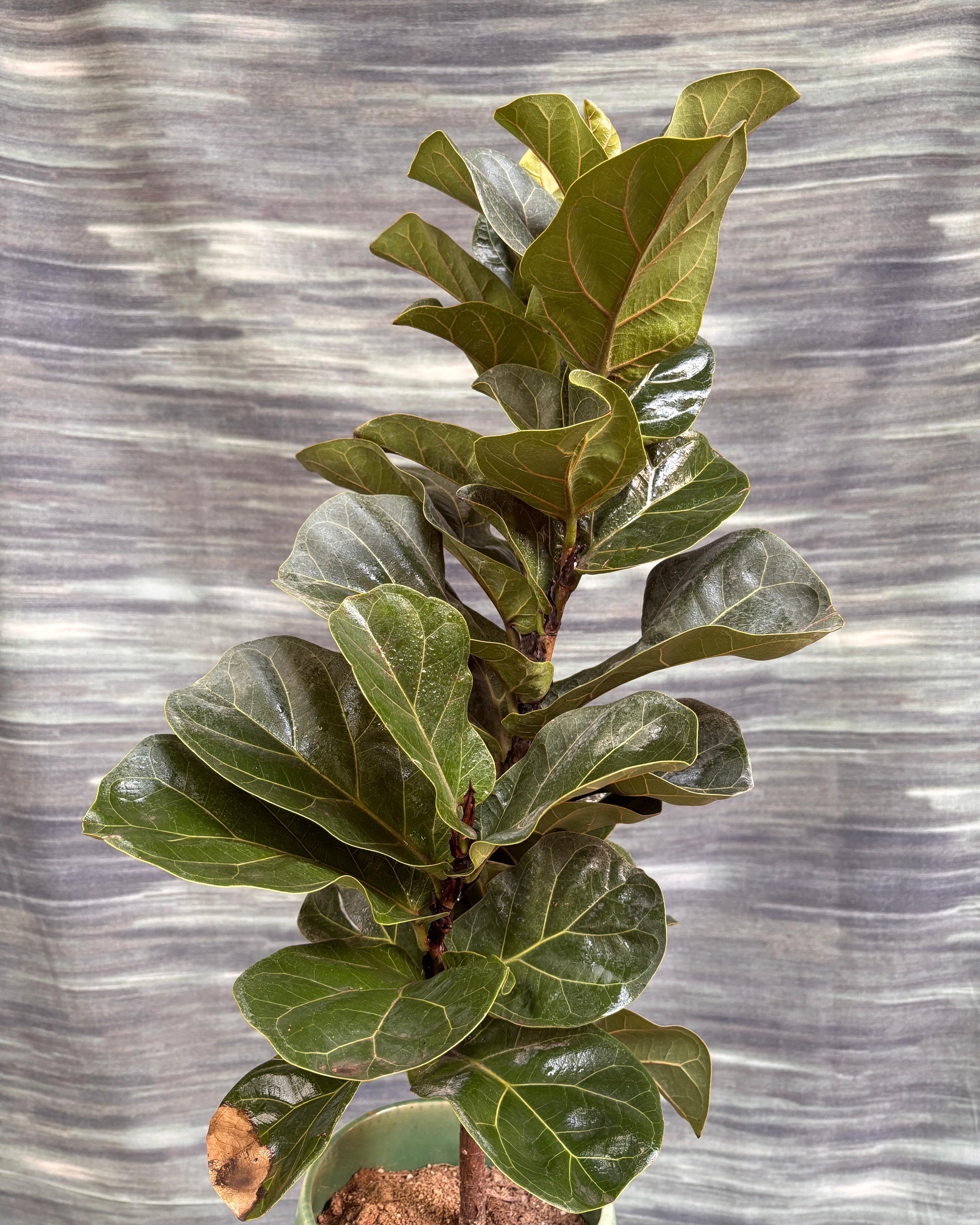 Fiddle Leaf Fig in Ceramic Mono Pot