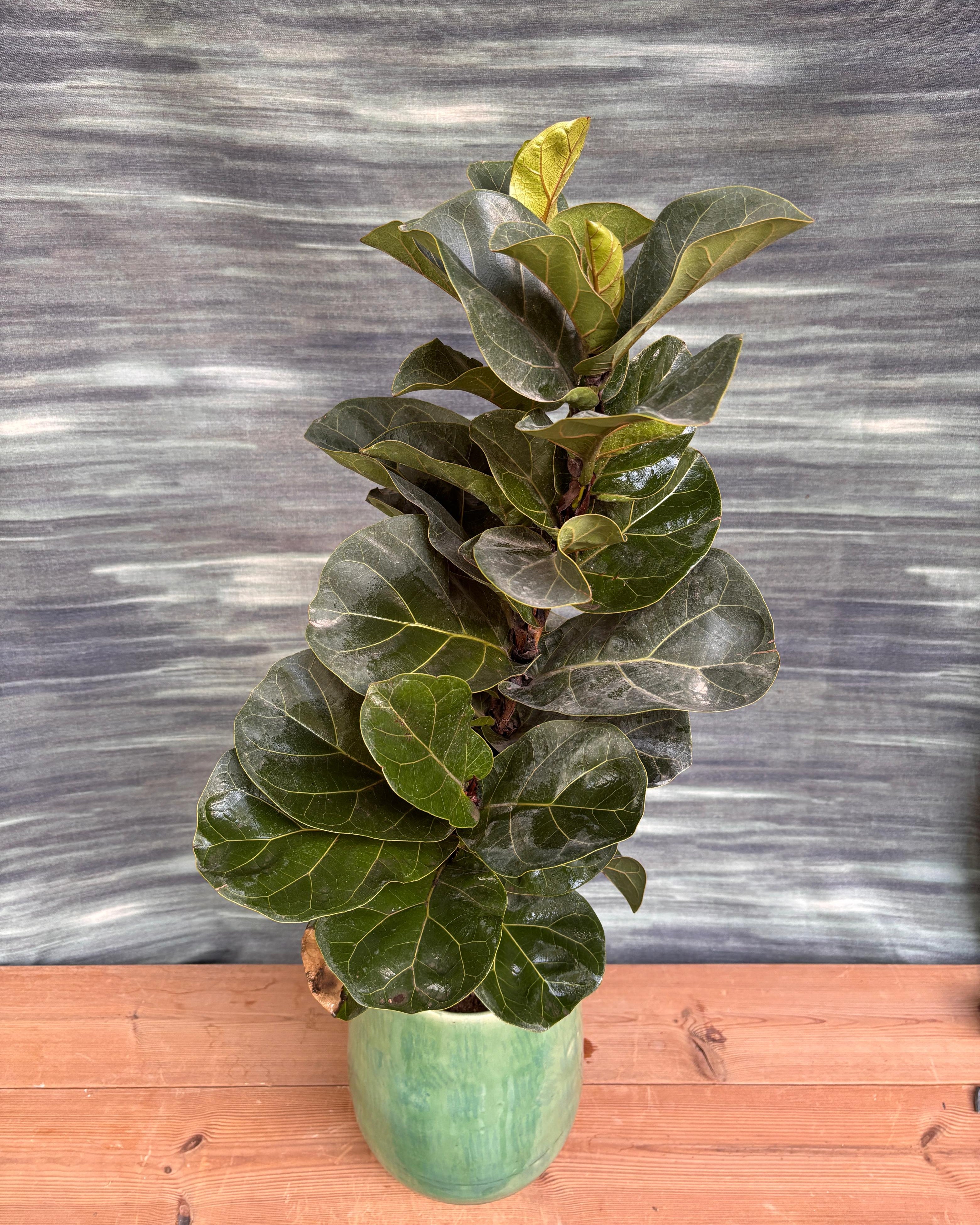 Fiddle Leaf Fig in Ceramic Mono Pot
