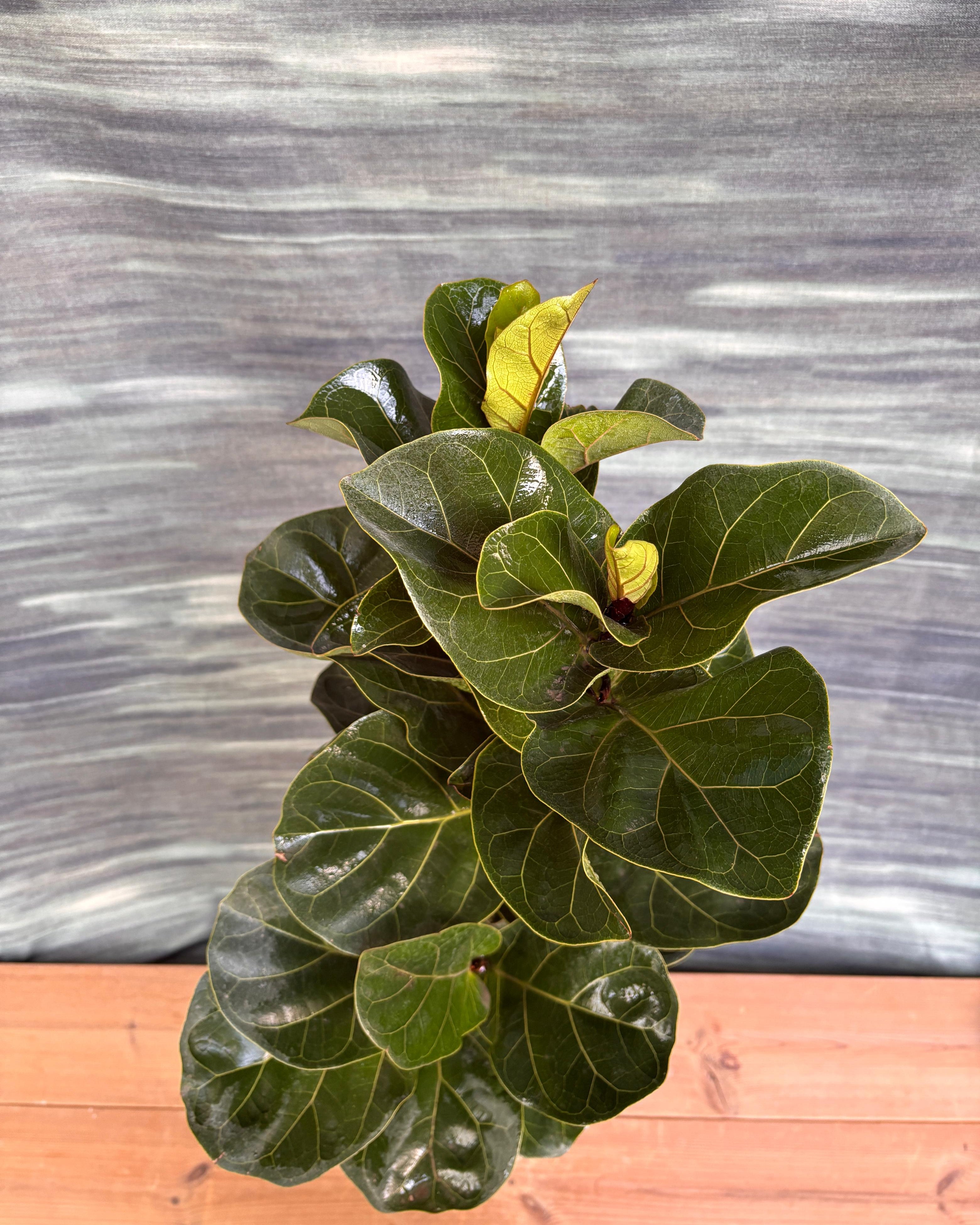 Fiddle Leaf Fig in Ceramic Mono Pot