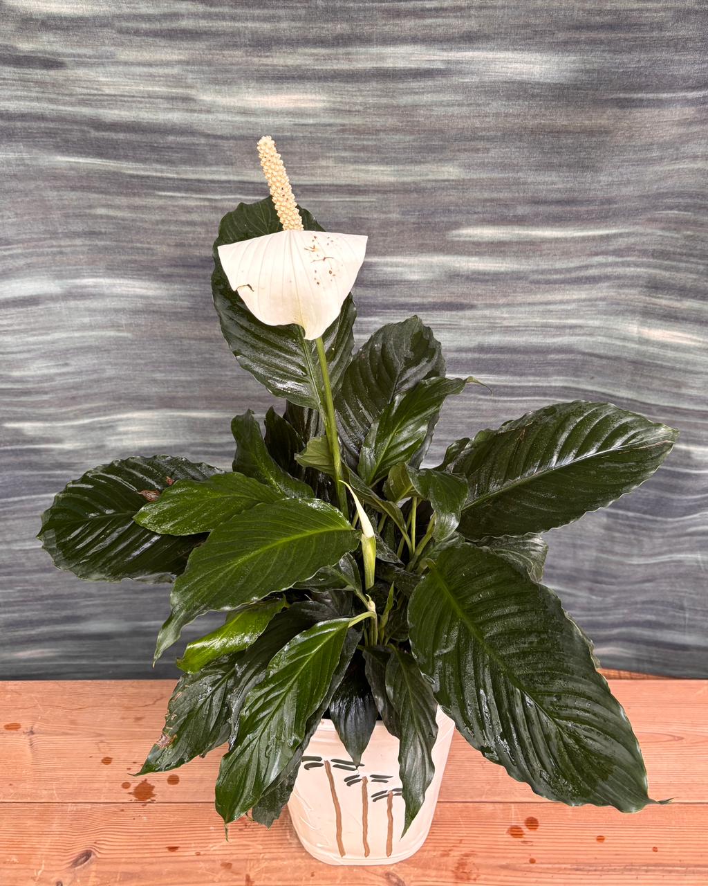 Peace Lily in Palm Tower