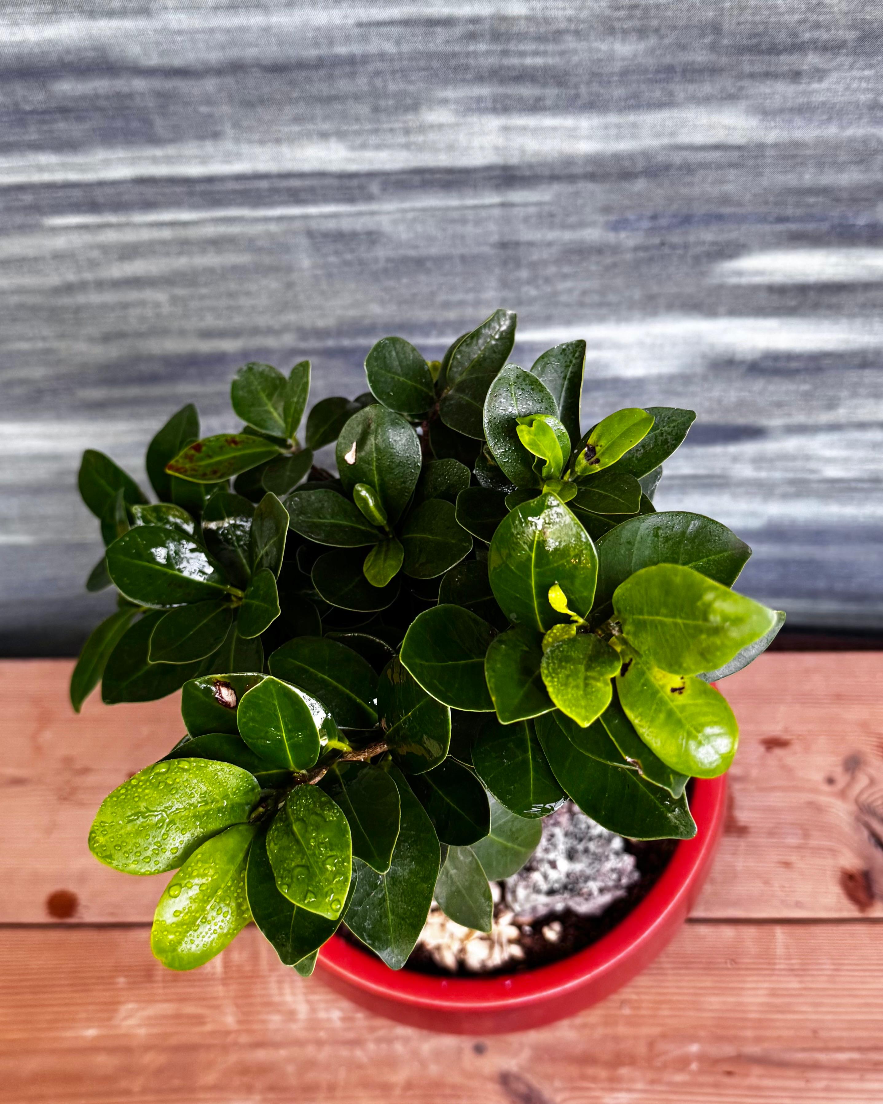 Ficus Ginseng Little Well Bonsai