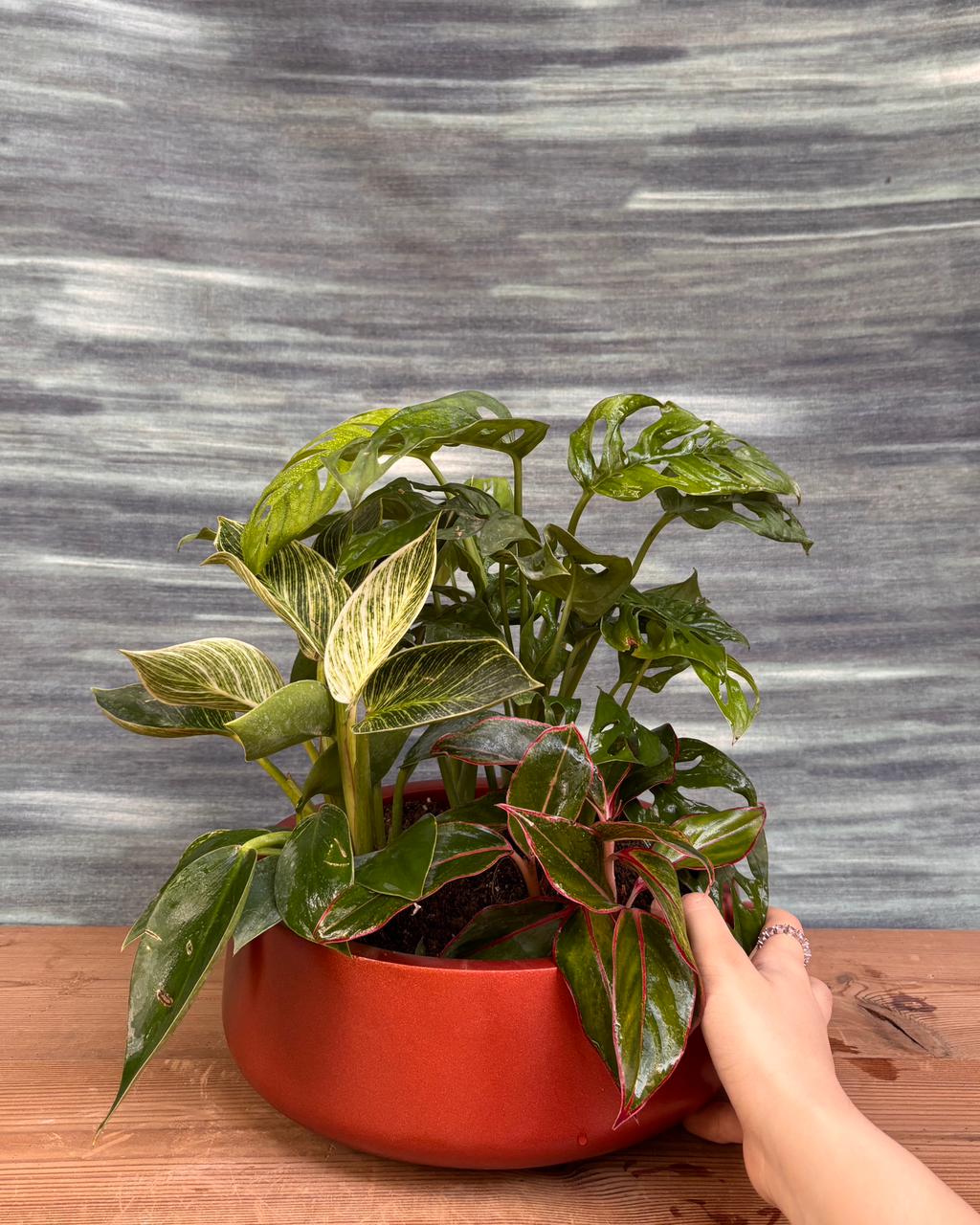 Green Trio in Fibre Pot