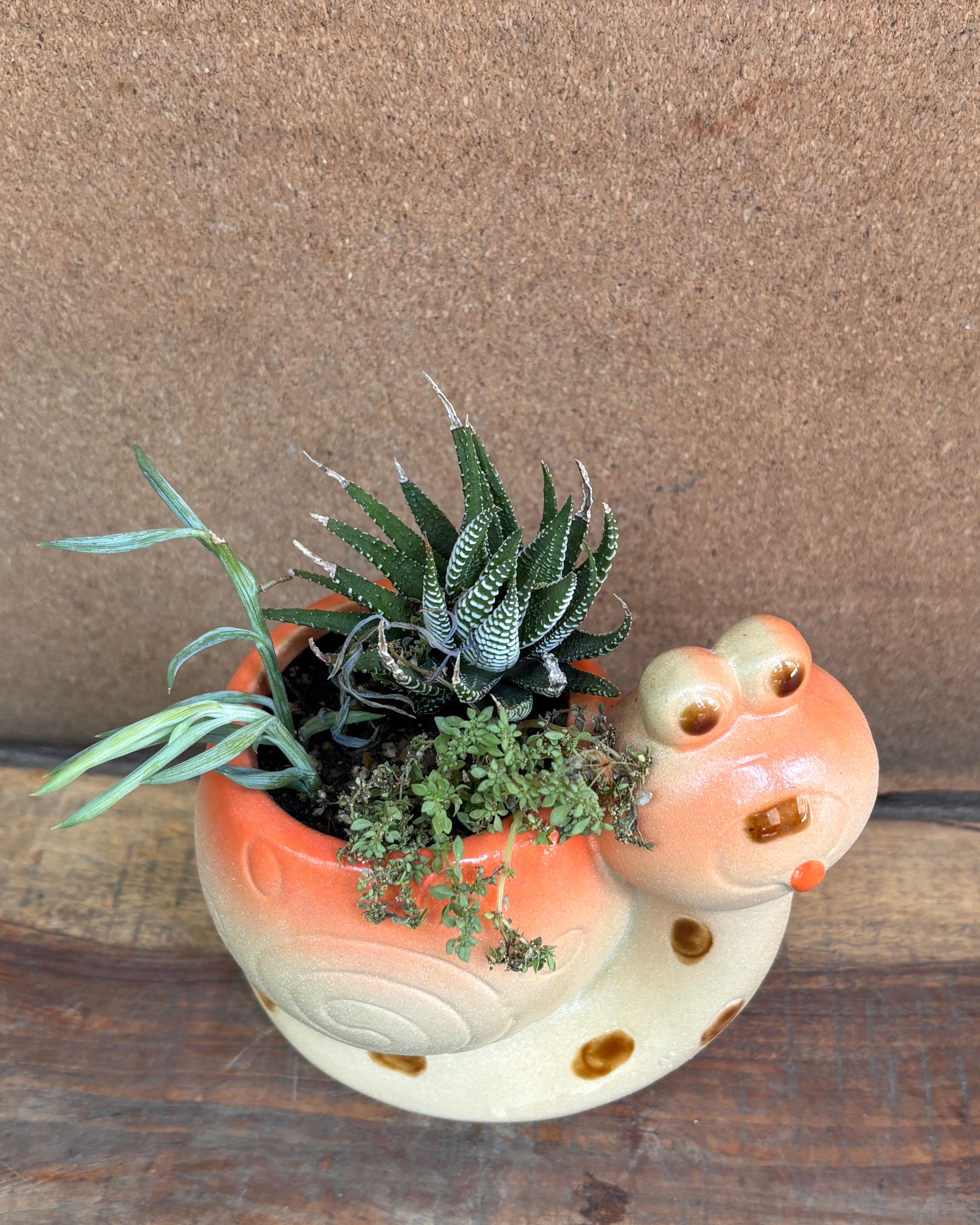 Succulents in Orange Snail