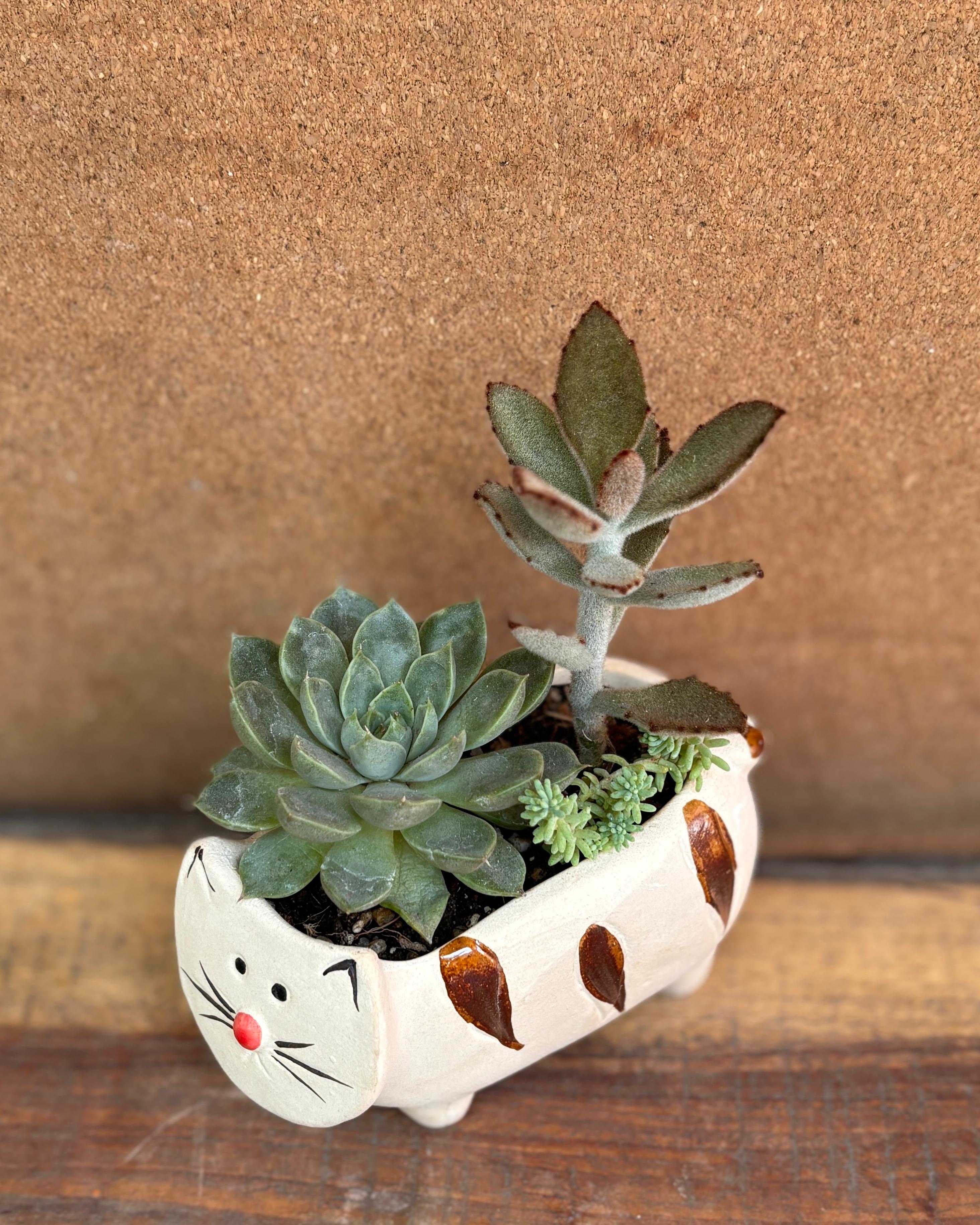 Succulents in Cream Kitten