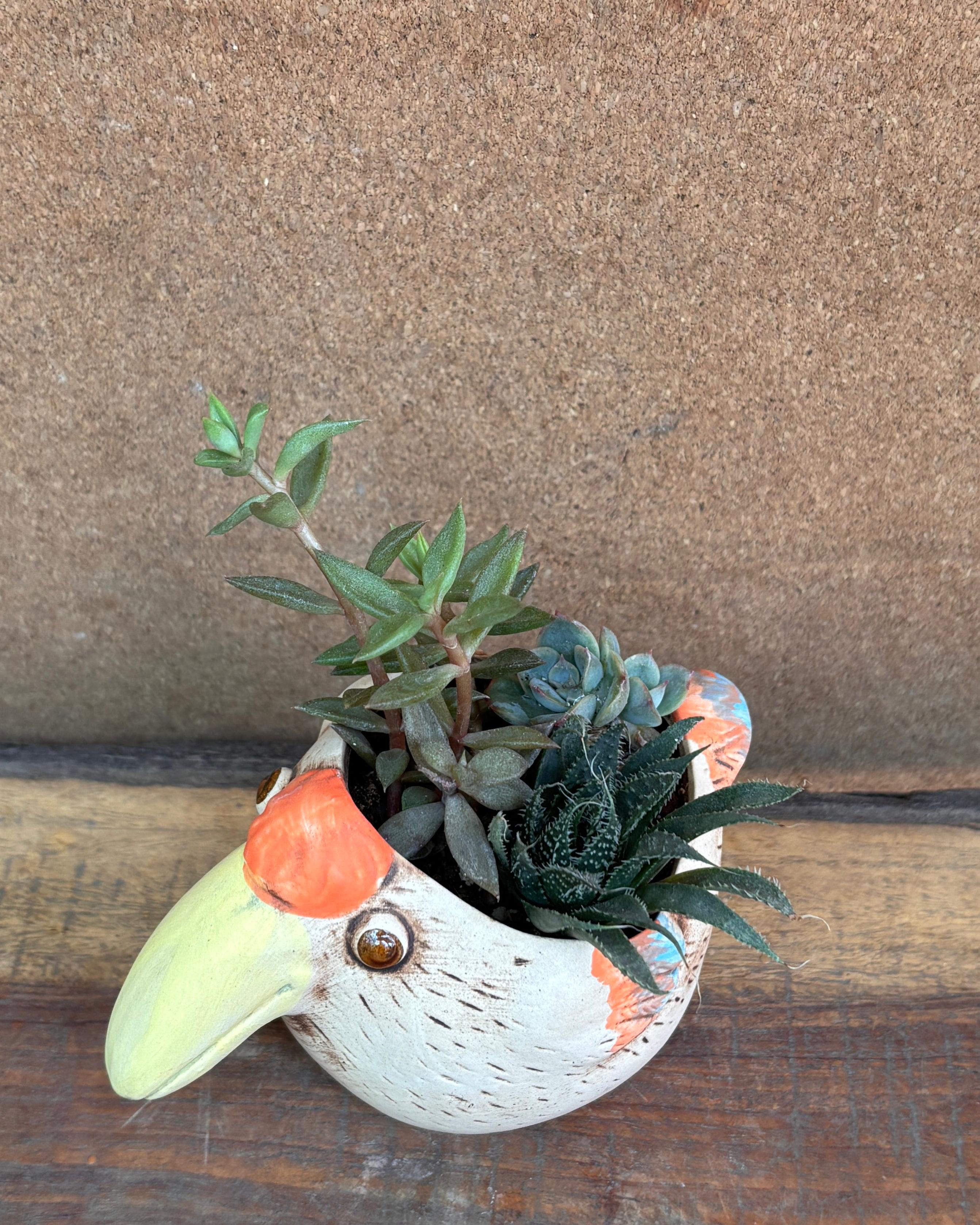 Succulents in a Toucan