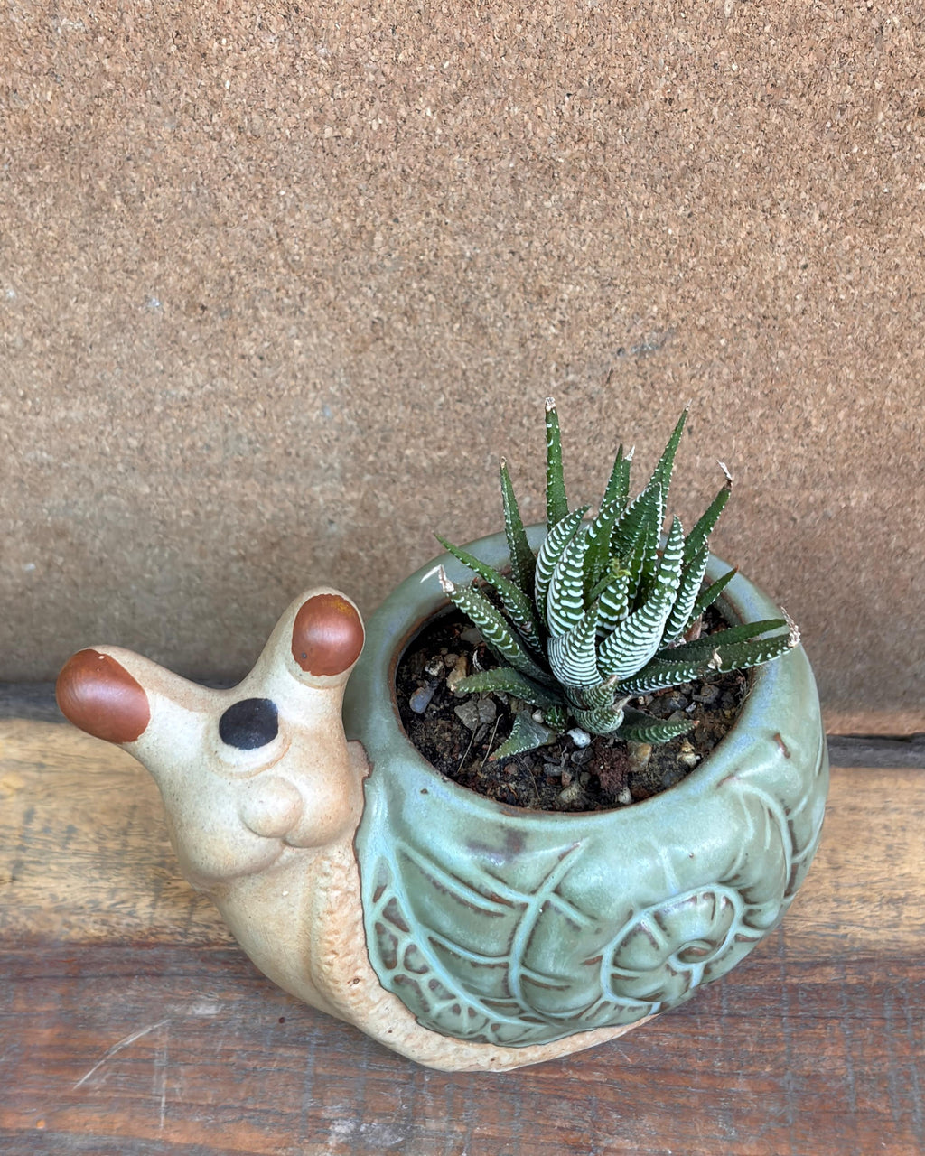 Succulents in Green Snail