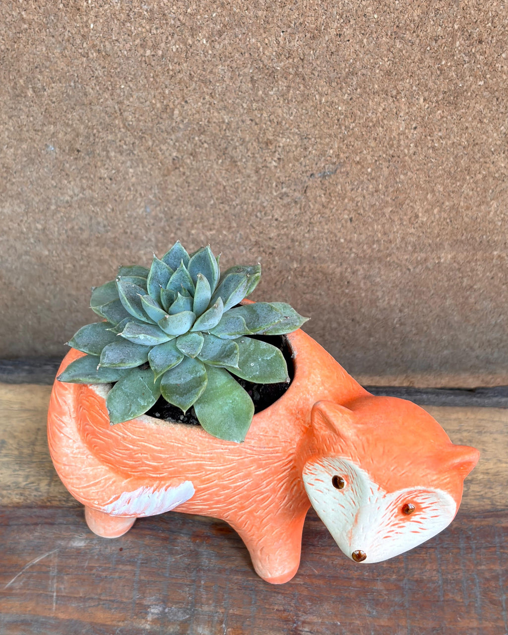 Succulents in Fox Pot
