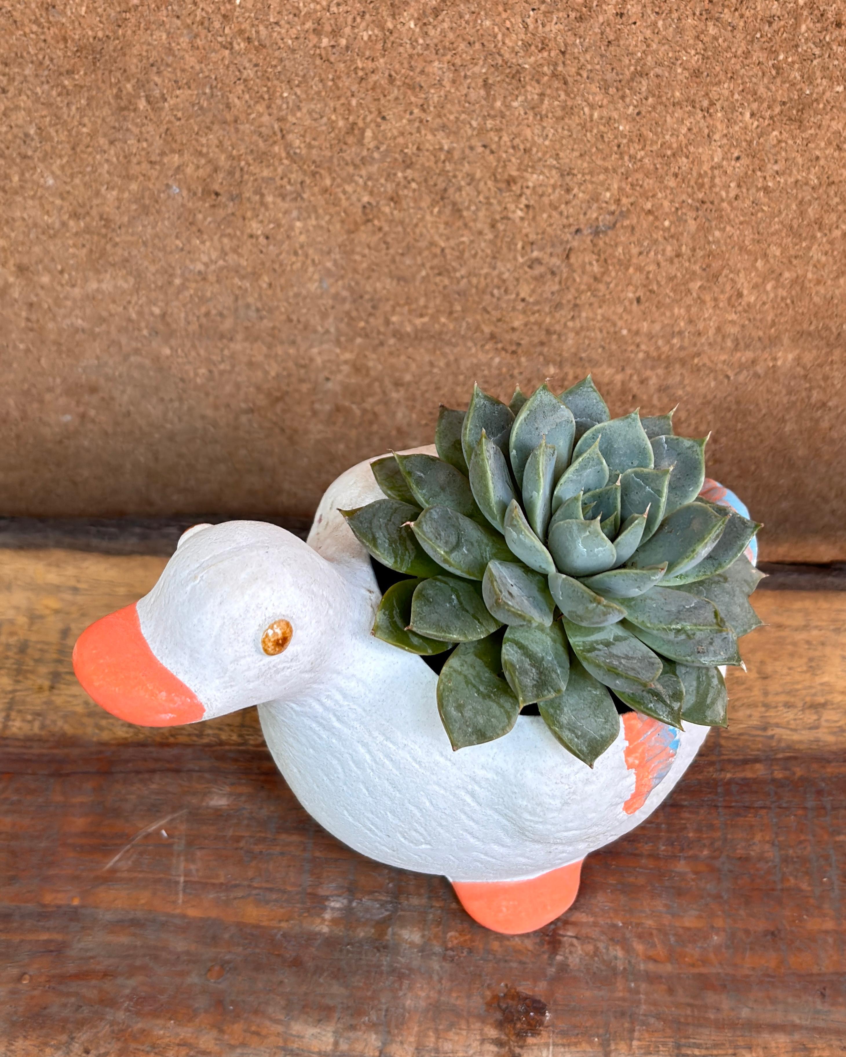 Succulents in White Duck