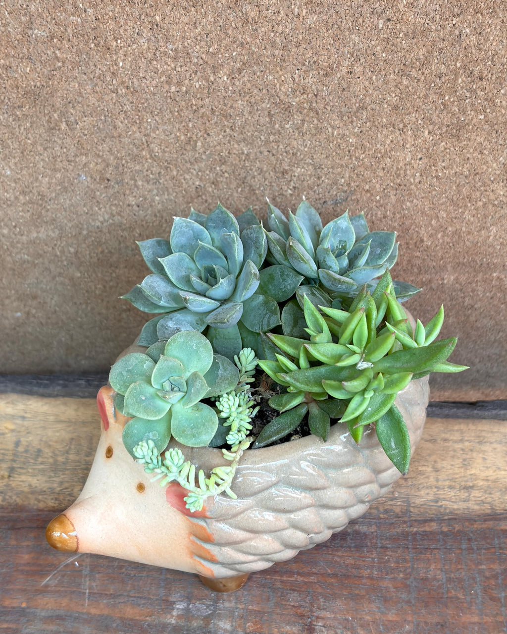 Succulents in a Hedgehog