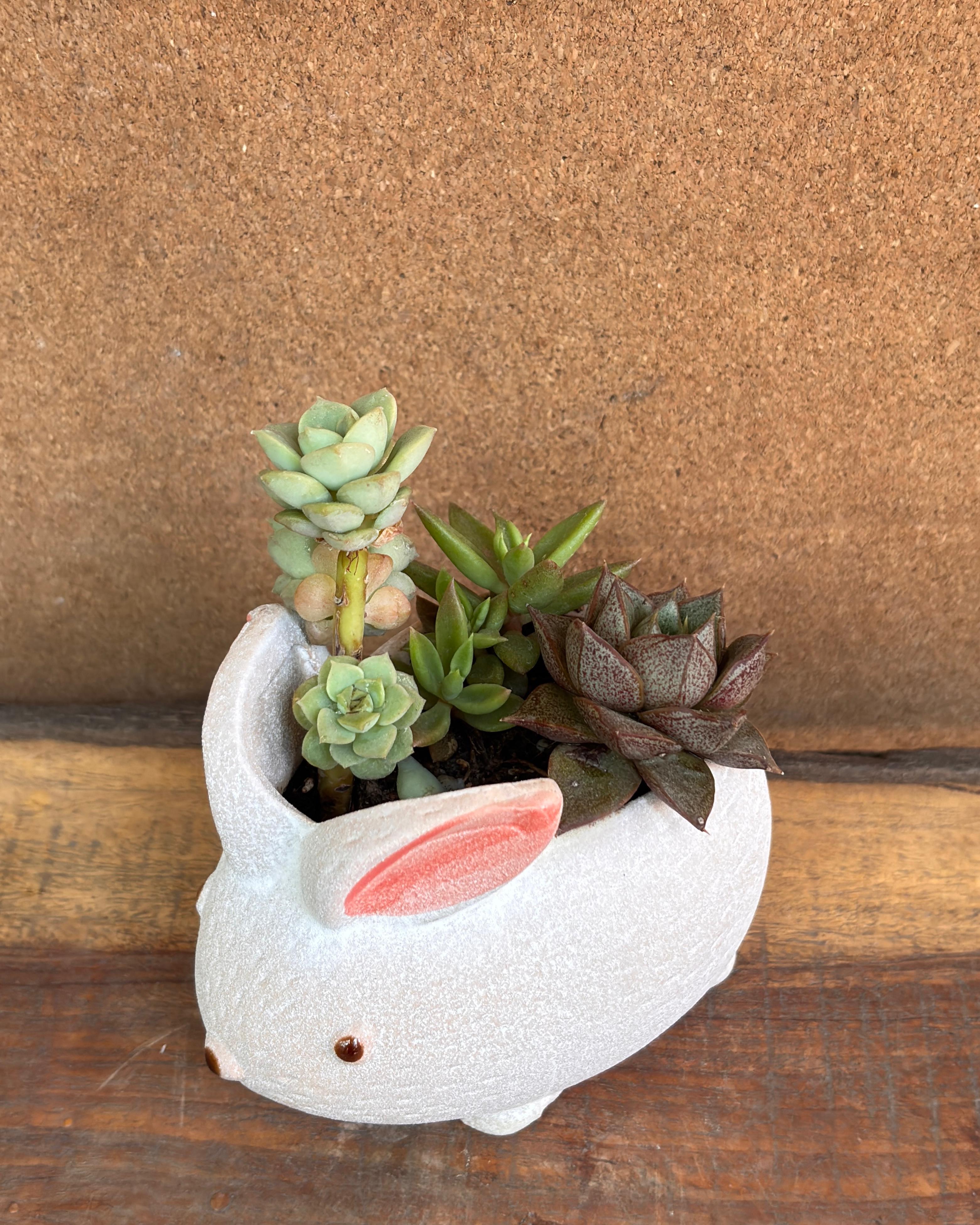 Succulents in Bunny