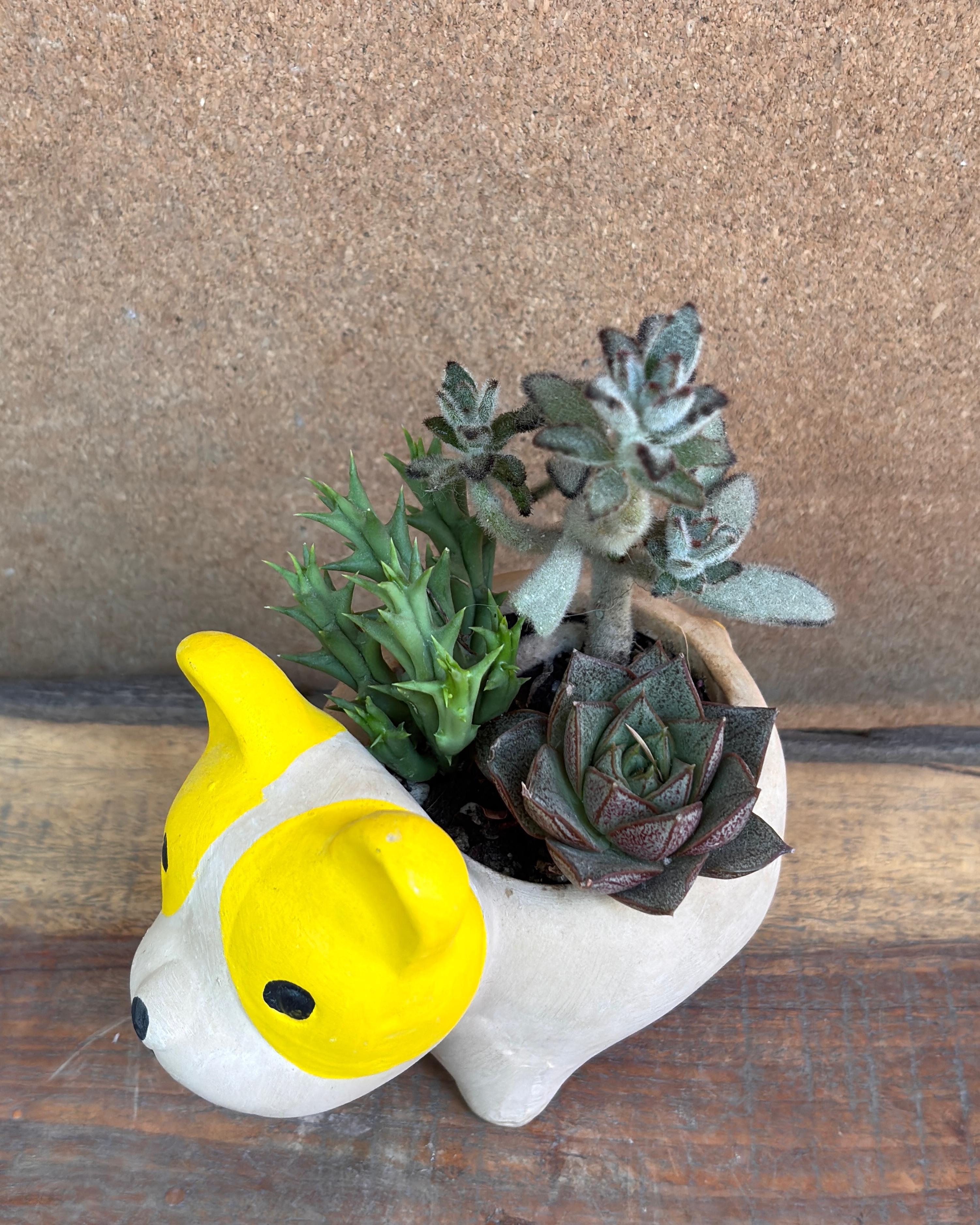 Succulents in French Bulldog