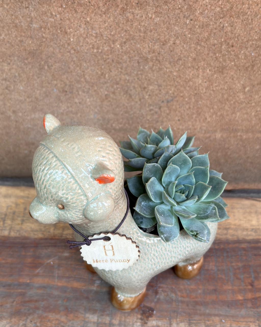 Succulents in Alpaca