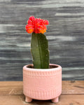 Orange Moon Cactus in Pink Mandala