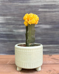 Yellow Moon Cactus in Green Mandala
