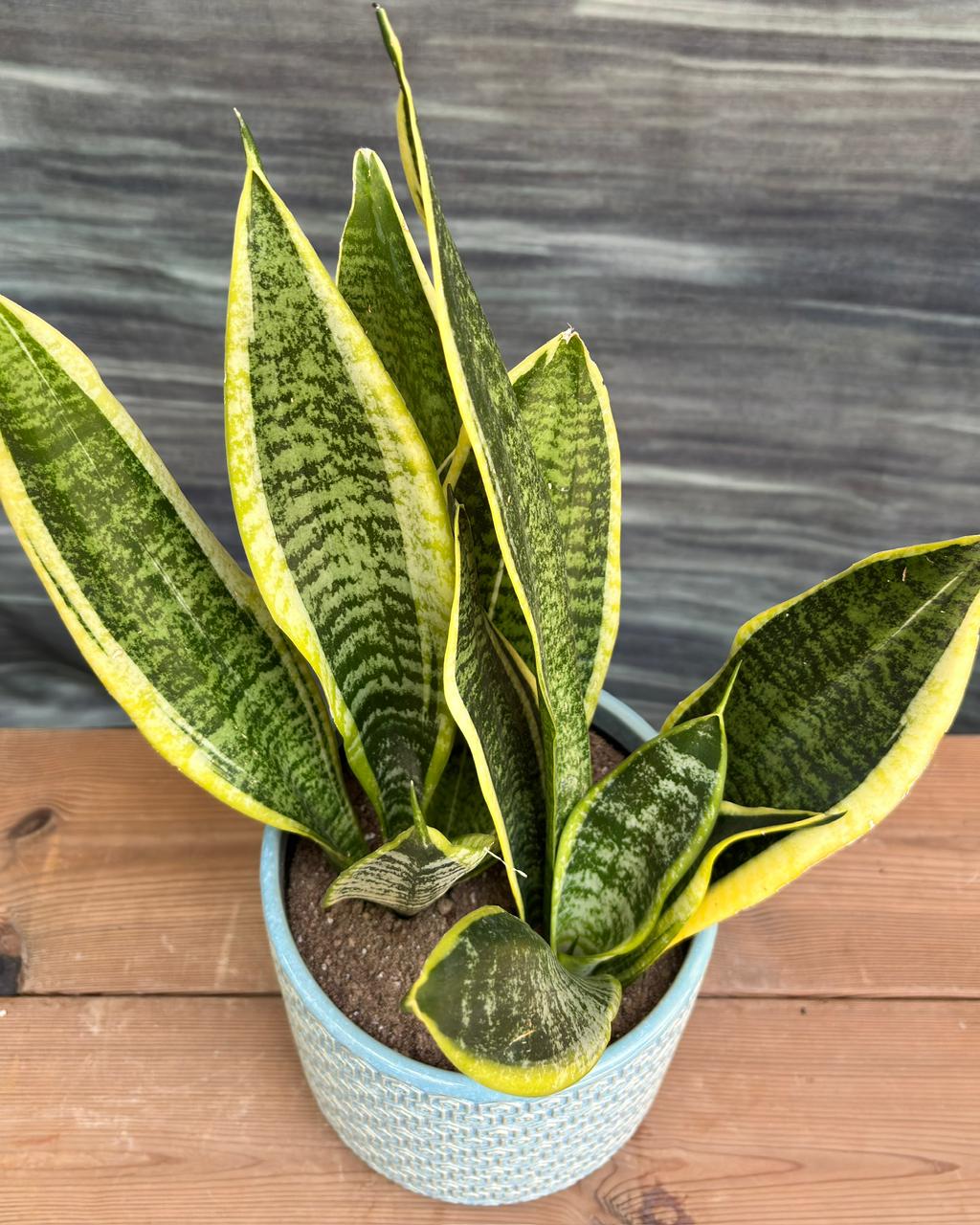 Snake Plant Black Gold in Blue Hexagon