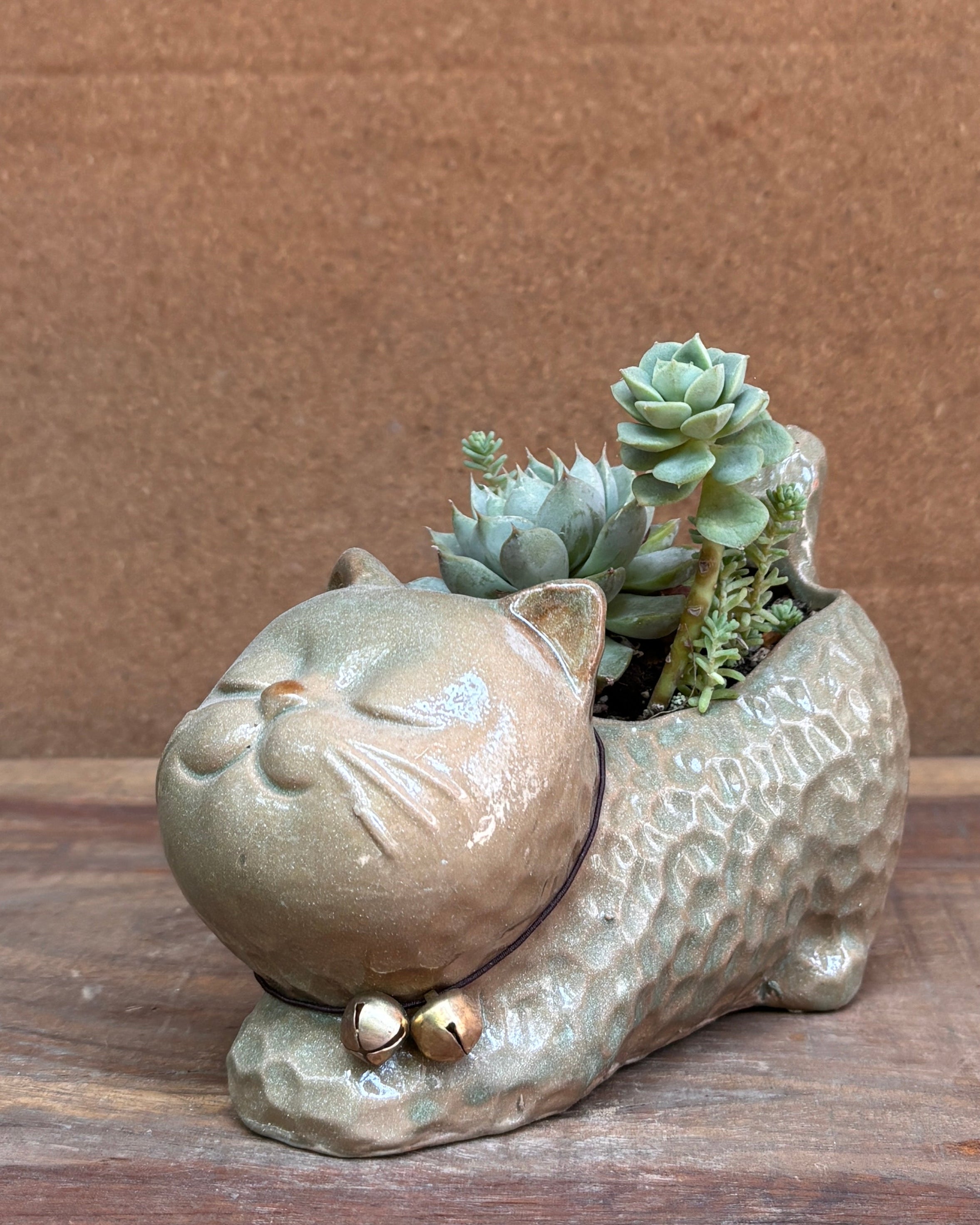 Adorable succulent planter ideal for table top plants for gifting and office desk plants India