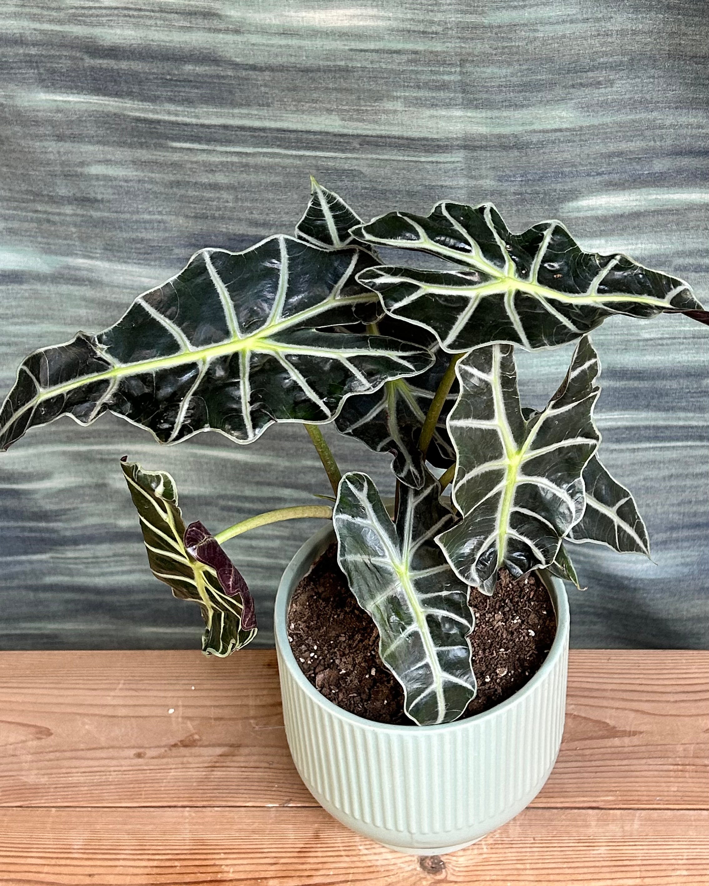 Dark green Alocasia Polly leaves with white veins in grey chalice, low maintenance indoor plants for beginners, best indoor plants for homes in Delhi, indoor plants for low light in Indian homes, best plants for AC rooms in India