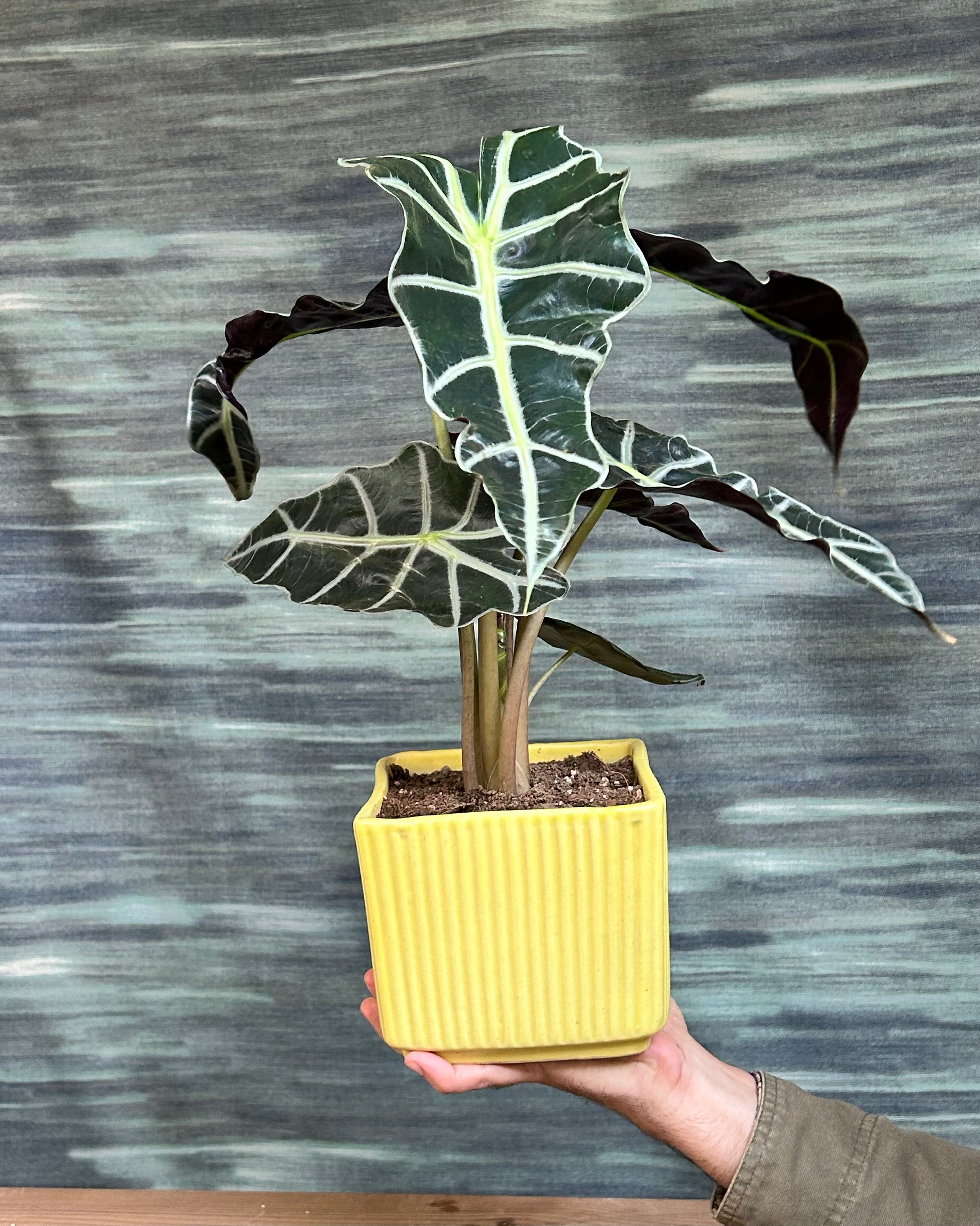 Dark green Alocasia Polly elephant ear with bold white veins, table top plant arrangements for modern homes in Delhi, plant cafe in Delhi, best indoor plants for homes in Delhi, indoor plants for low light in Indian homes