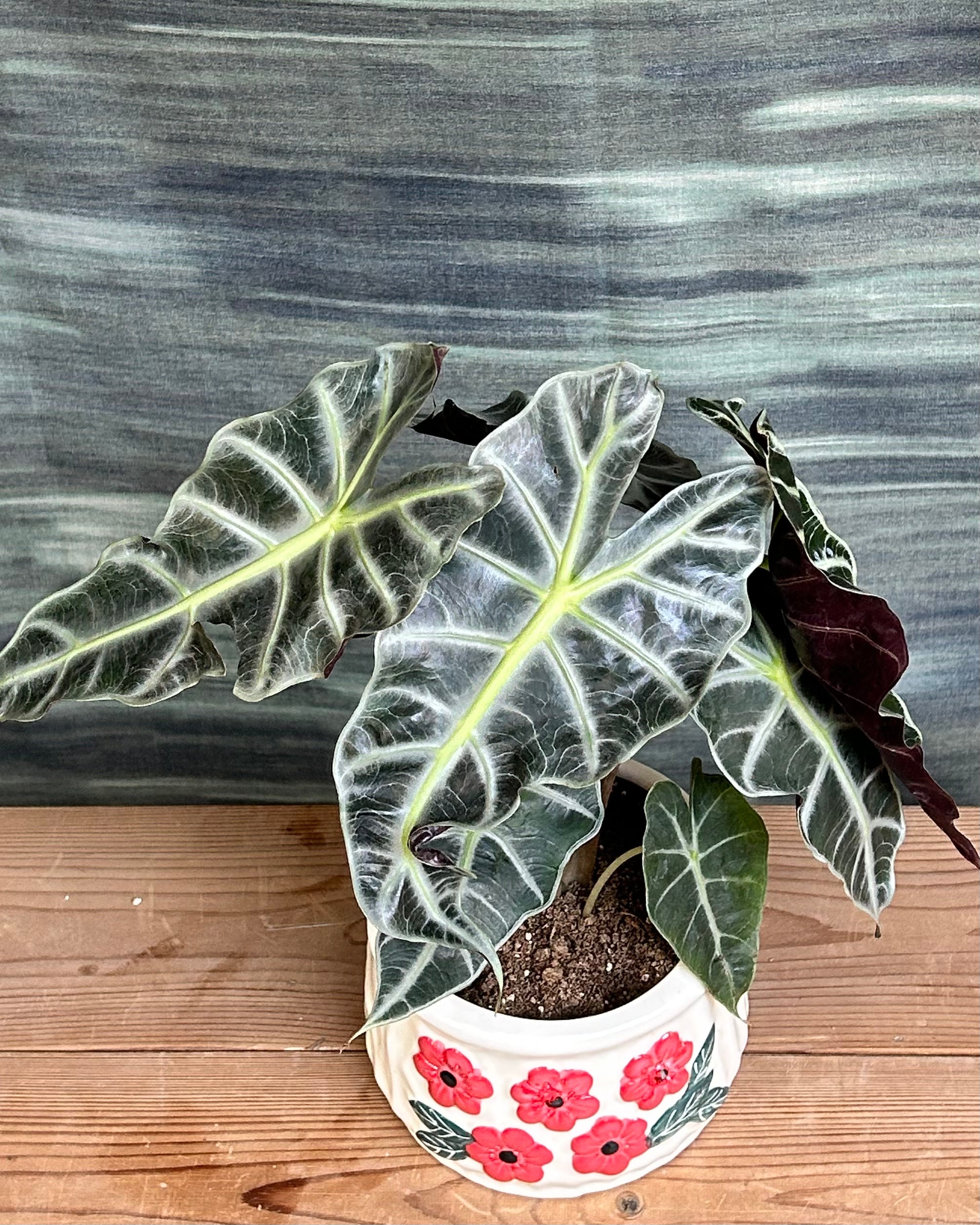 African mask plant Alocasia Polly with arrow shaped leaves and bold white veins in floral basin, minimal plant arrangements for modern homes, table top plants for gifting and indoor plants for low light in Indian homes