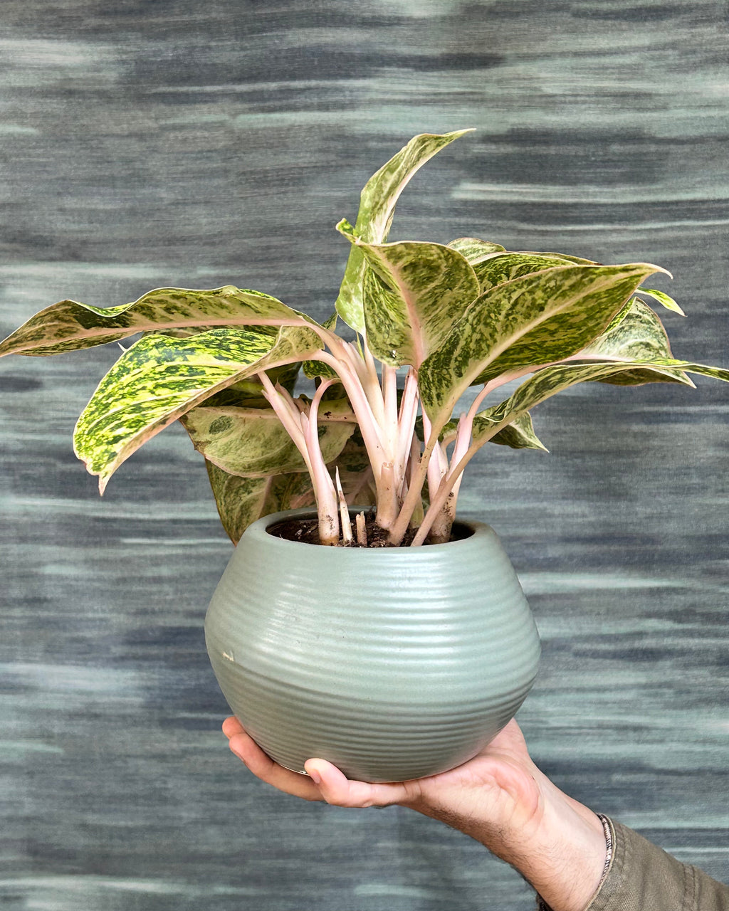 Colourful Aglaonema Firework foliage plant, perfect as a centre table indoor plant and premium plant gift in Delhi for birthdays, housewarming and celebrations