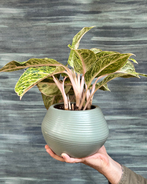 Colourful Aglaonema Firework foliage plant, perfect as a centre table indoor plant and premium plant gift in Delhi for birthdays, housewarming and celebrations