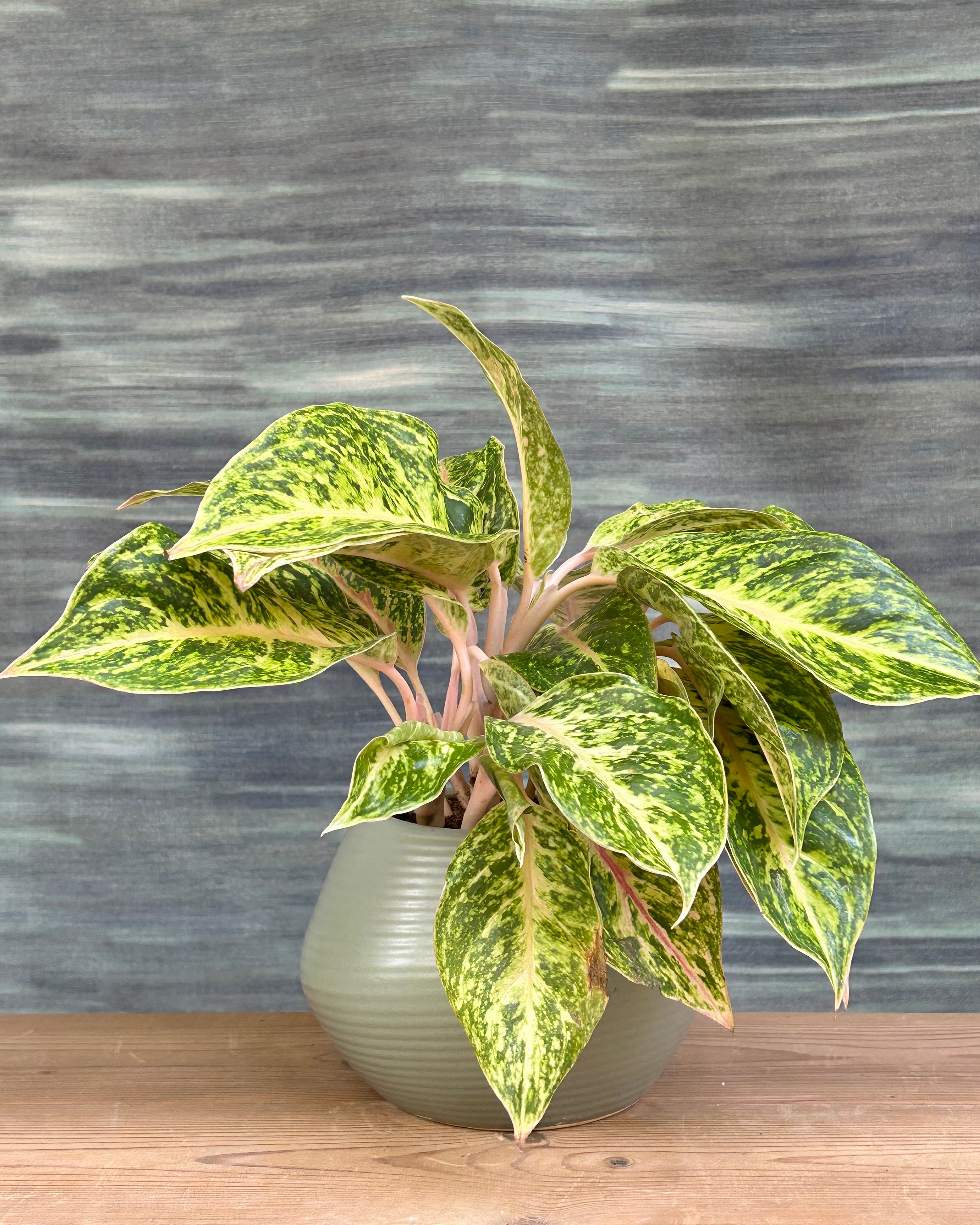 aglaonema firecracker plants Aglaonema Firework Pink Indoor Plant for Homes & Offices in Delhi