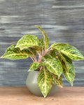 Aglaonema Firework indoor plant with vibrant pink and green leaves from Planterie Delhi, a low maintenance air purifying indoor plant that instantly brightens Indian homes.