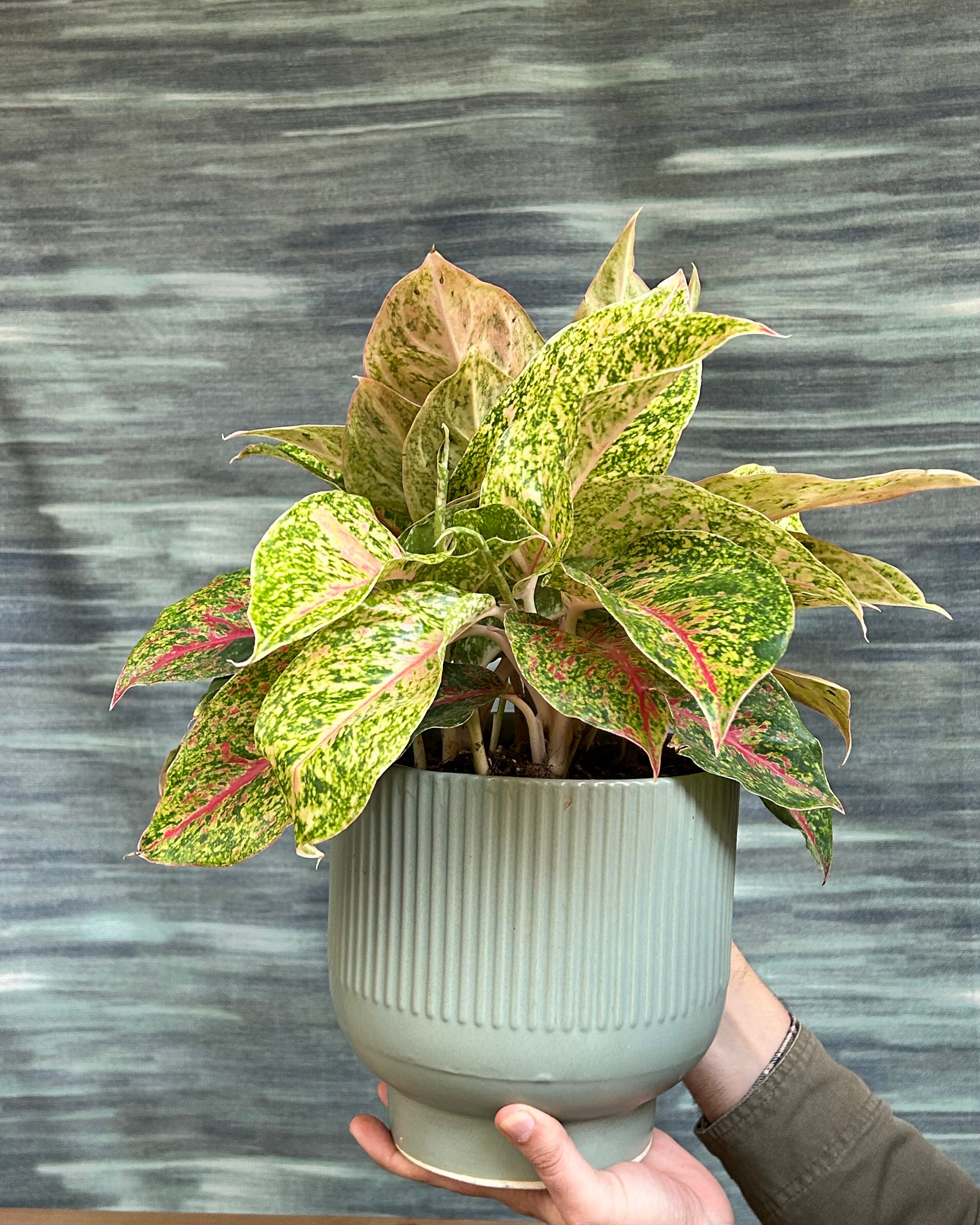 Aglaonema Fireworks colourful indoor plant styled on a centre table and side table in a bright room