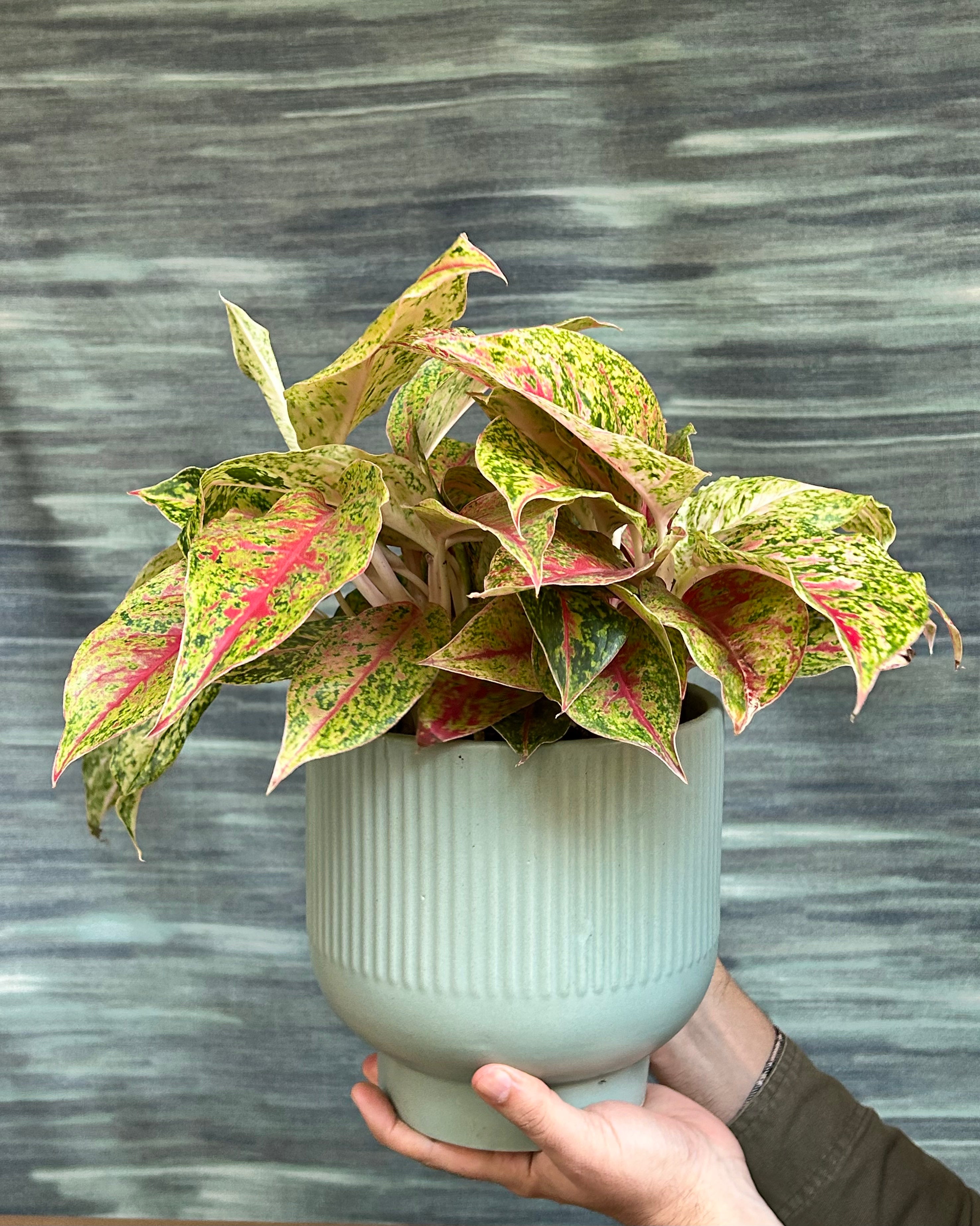 Aglaonema Fireworks Green Lucky indoor plant used as a centre-table highlight in a bright living room