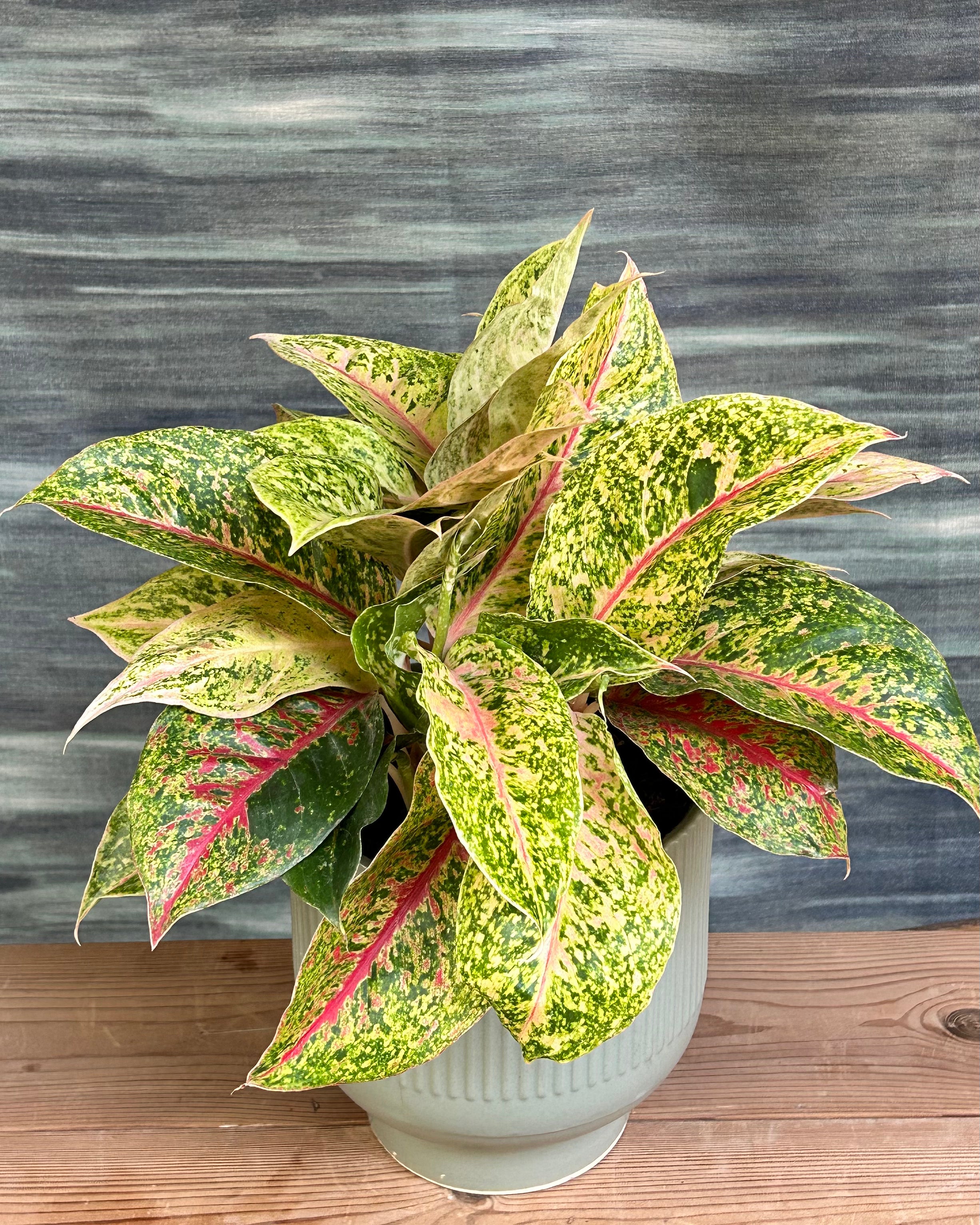 aglaonema fireworks Aglaonema Fireworks Pink Green Indoor Plant in Ribbed Chalice