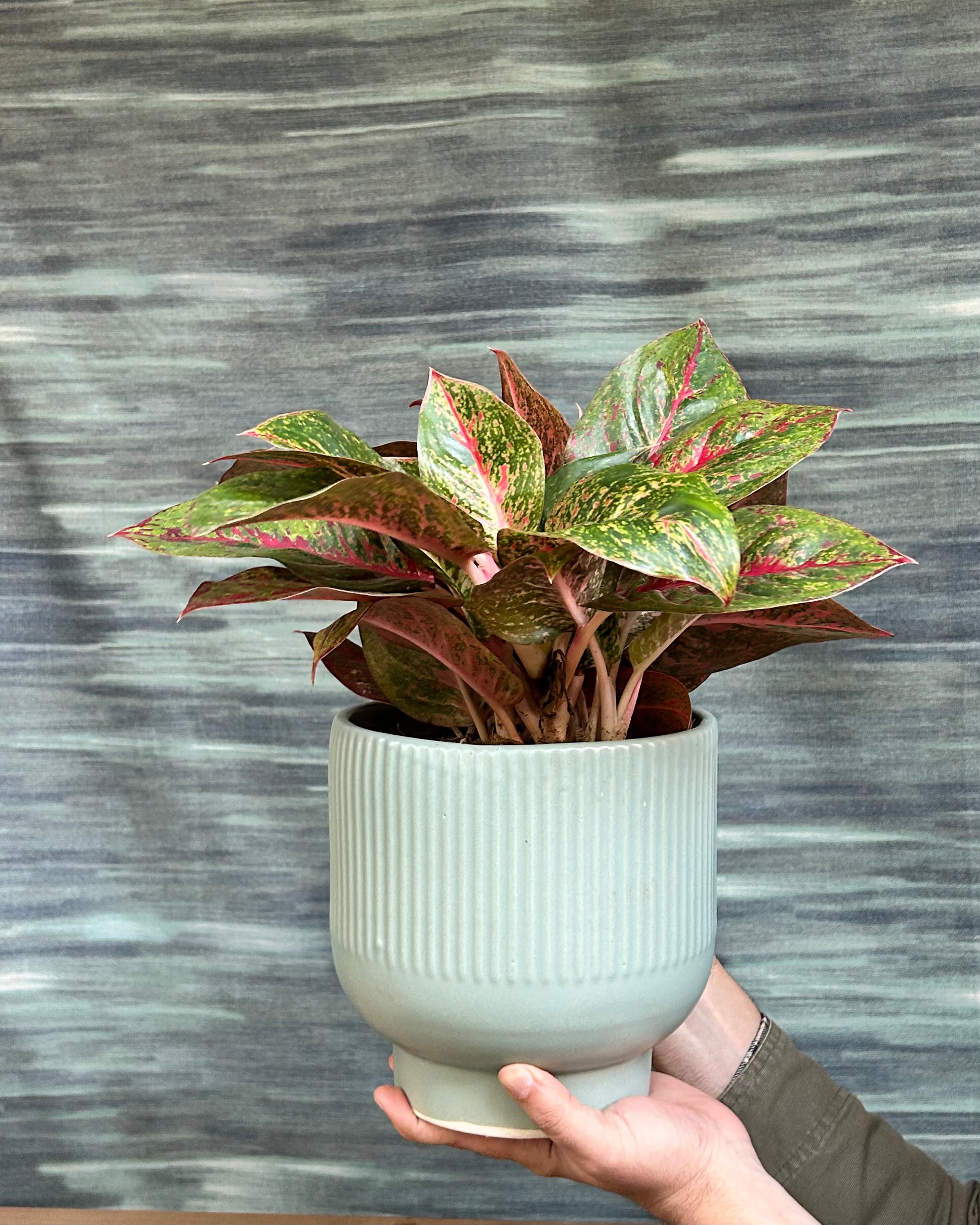 Aglaonema Fireworks Lucky Red colourful indoor plant used as a centre-table accent in Indian homes