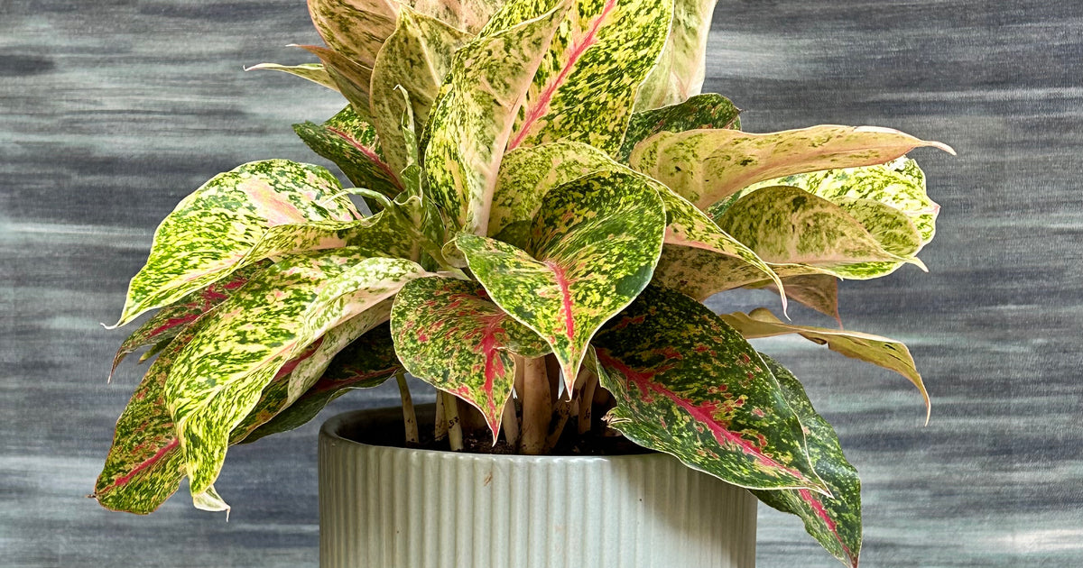 aglaonema firecracker Aglaonema Fireworks Pink Green Indoor Plant in Ribbed Chalice