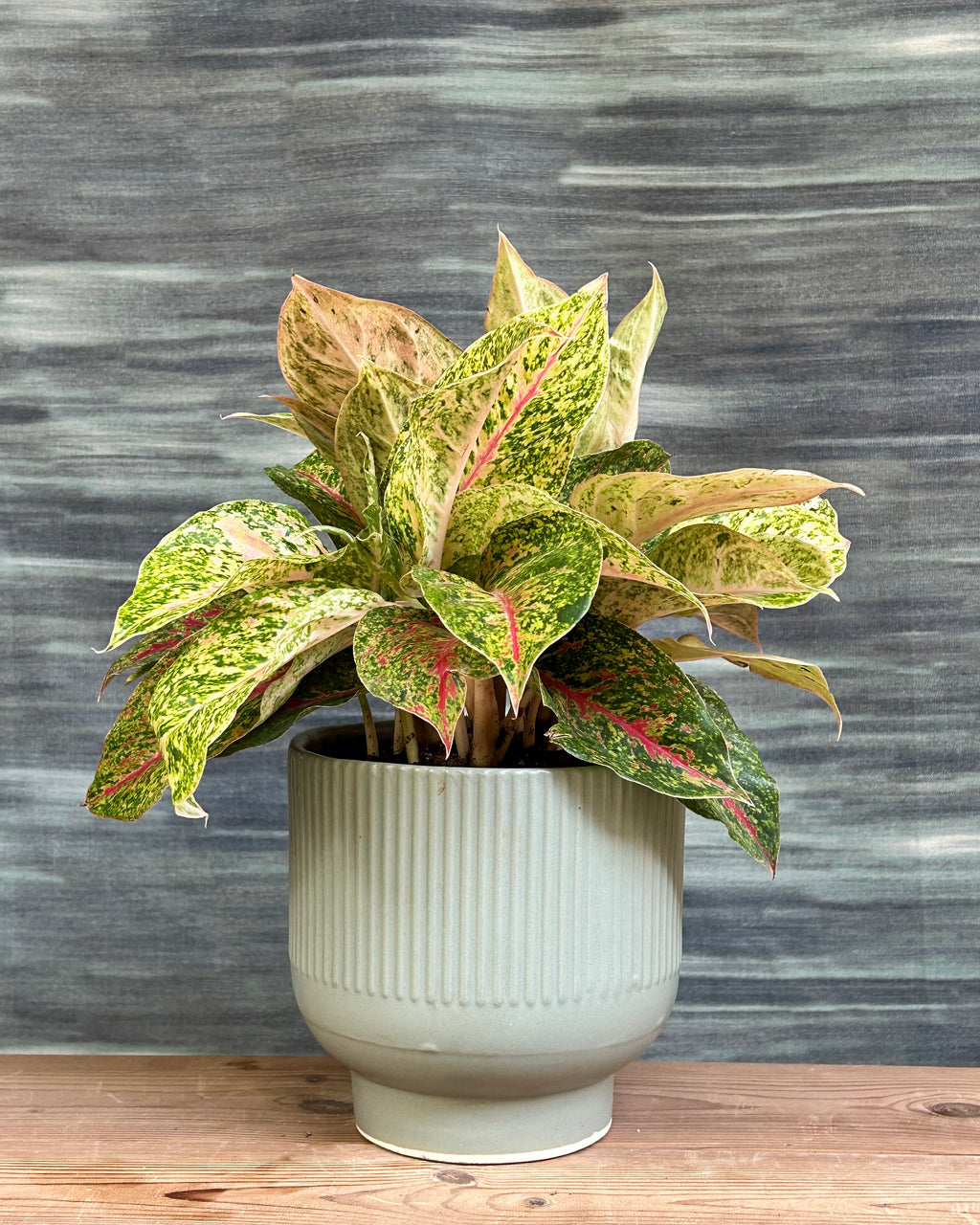 Aglaonema Fireworks indoor plant with pink and green leaves in a Ribbed Chalice from Planterie.