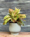 Aglaonema Fireworks indoor plant with pink and green leaves in a Ribbed Chalice from Planterie.