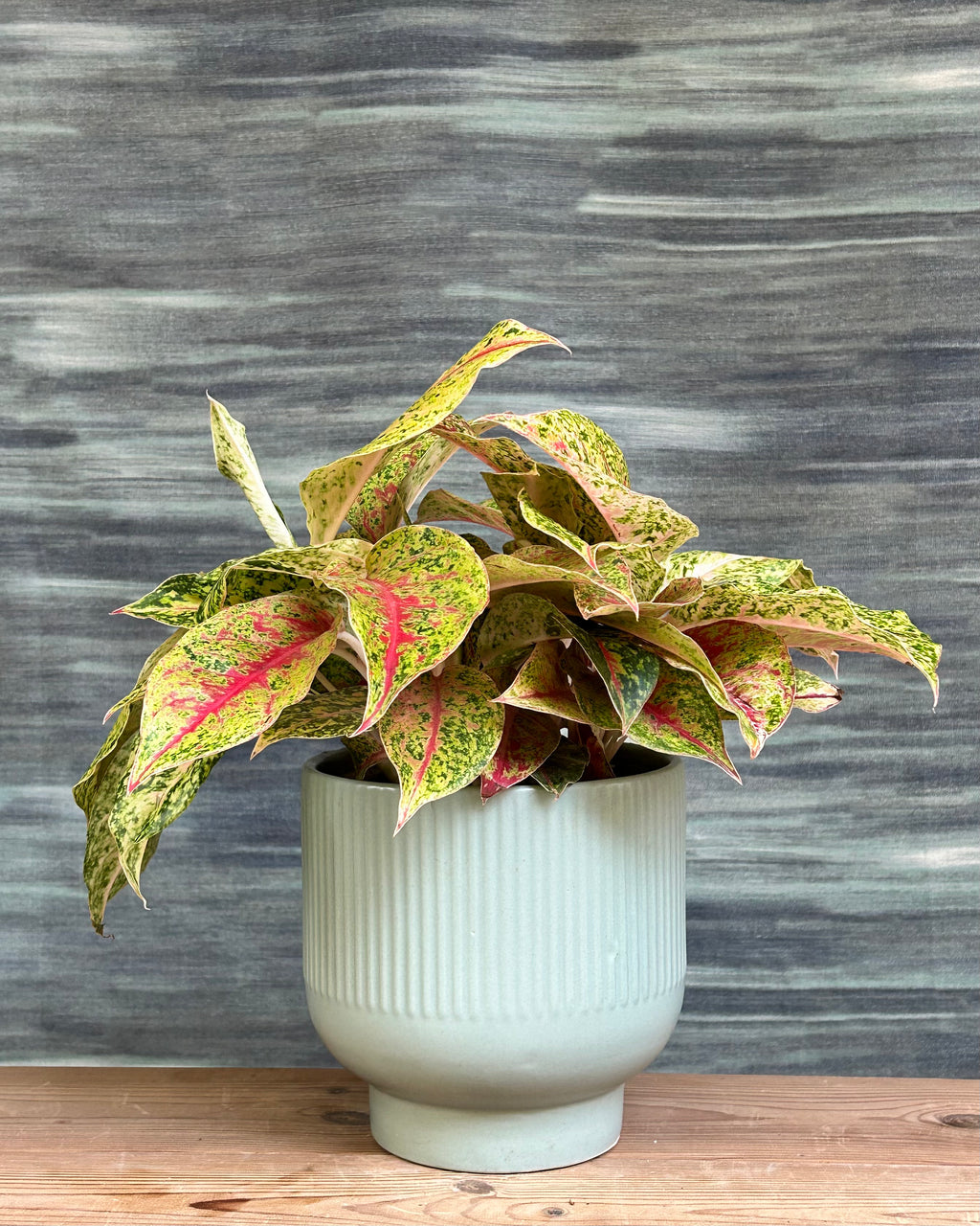 Aglaonema Green Lucky indoor plant with lush patterned green leaves in a Ribbed Chalice from Planterie Delhi