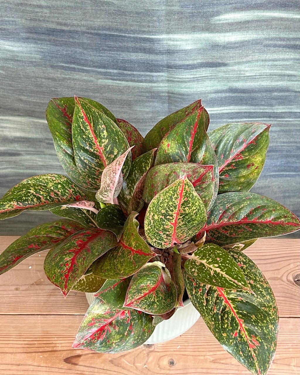 Aglaonema Lucky Red giftable indoor plant that symbolises good fortune and warmth for special occasions