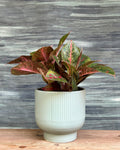 Aglaonema Lucky Red indoor plant with vibrant red and green leaves in a Ribbed Chalice from Planterie Delhi