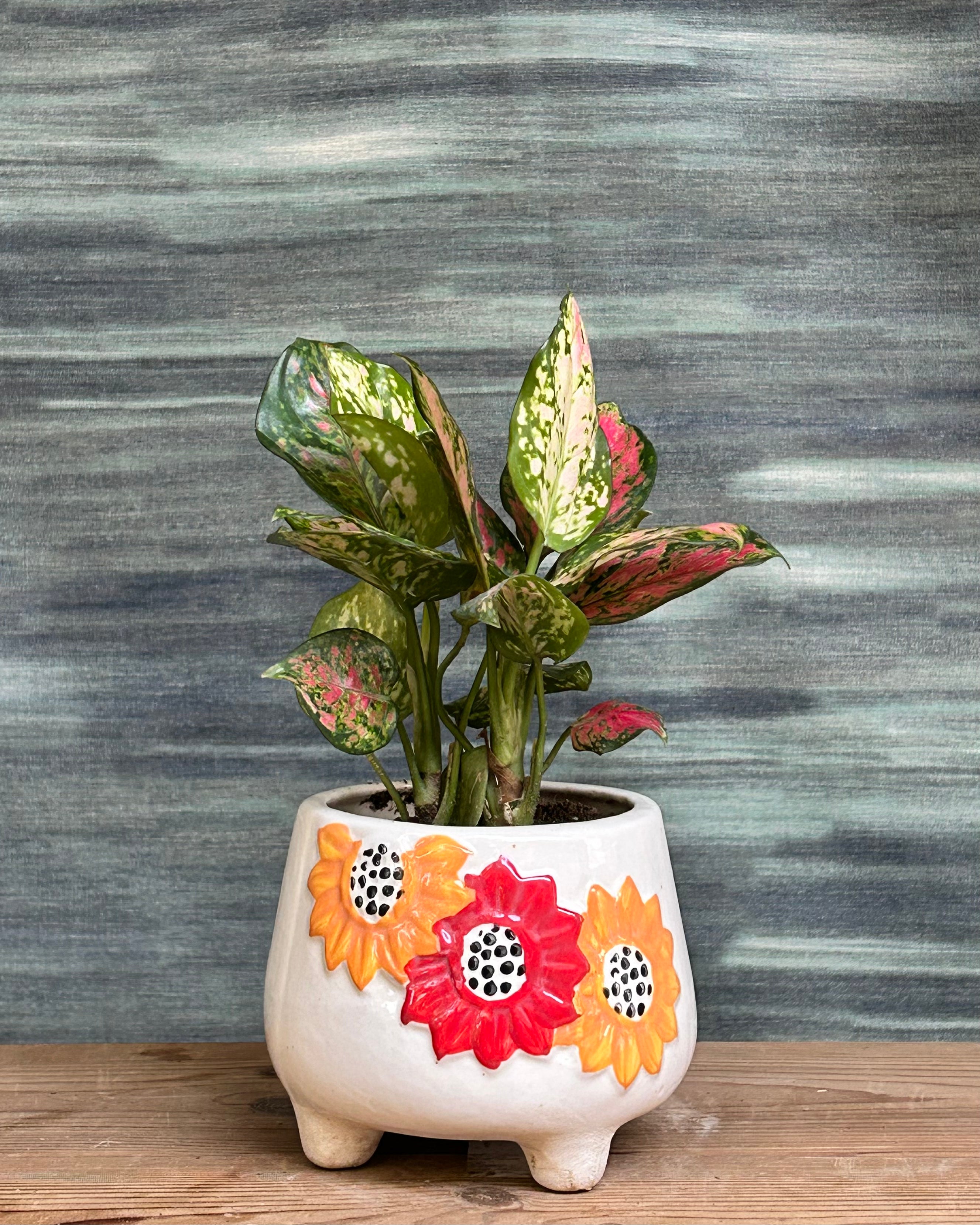 Aglaonema Red Pink indoor plant with soft red and pink leaves from Planterie Delhi, a low maintenance table top plant gift for modern Indian homes