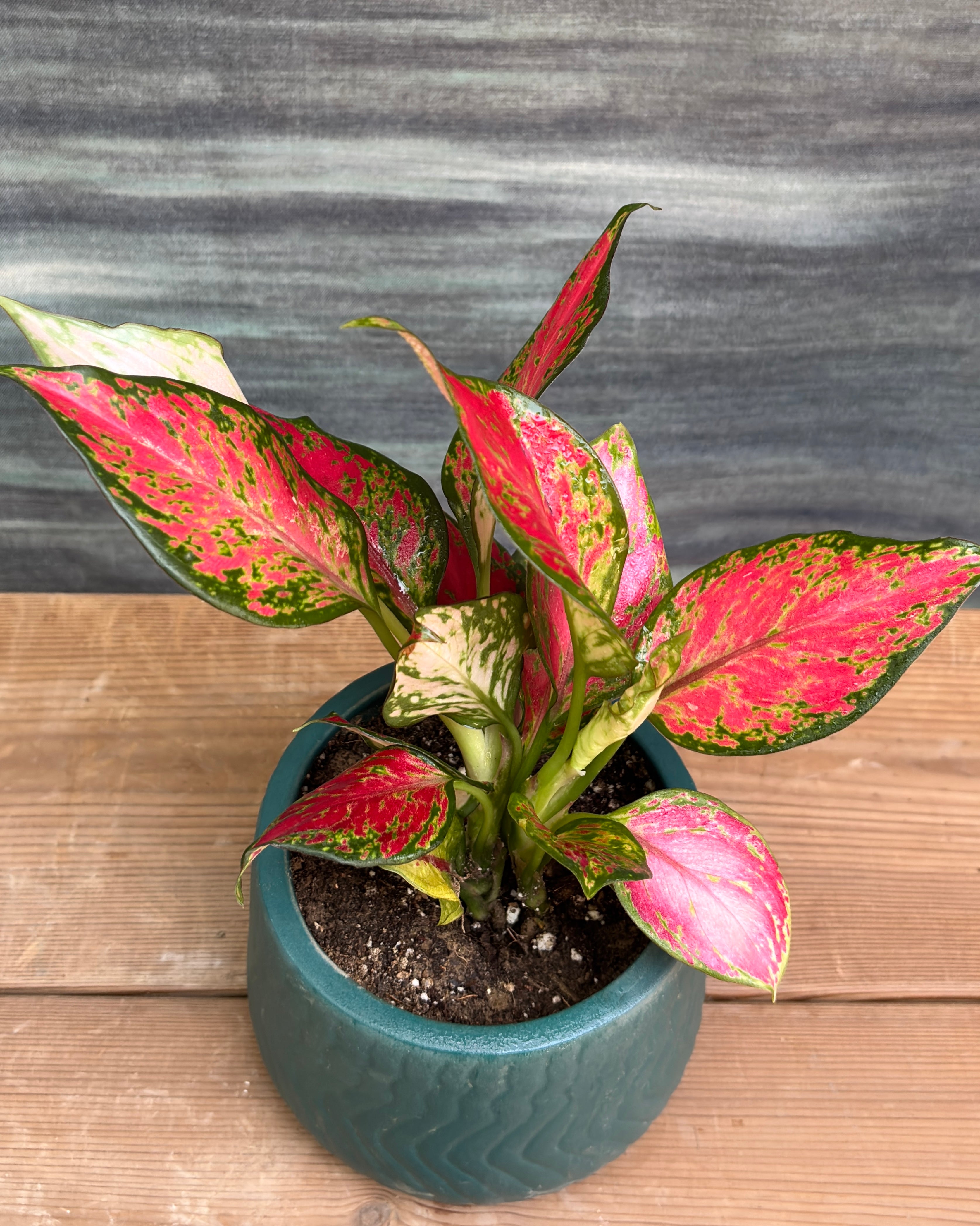 Aglaonema Red-Pink on office desk or shelf – indoor plant gift for corporates in India, bright indirect light AC room plant, perfect for housewarming or return gifts from Planterie plant studio in Delhi, minimal colorful foliage plant arrangement for small apartments