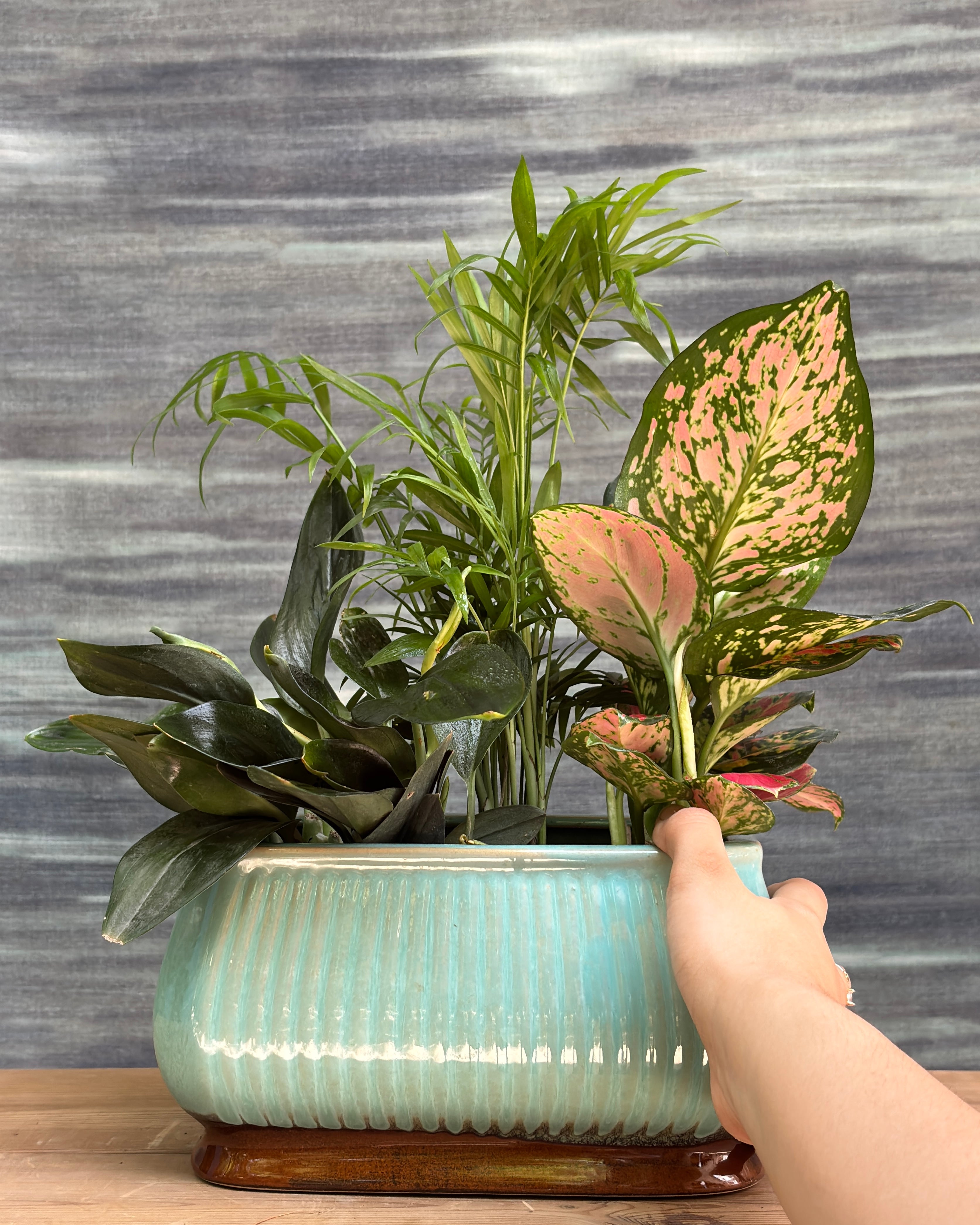 Aglaonema Red-Pink with vivid rosy foliage trio with Scindapsus & Dwarf Palm – bright indirect light indoor plant for AC rooms, easy-care bundle foliage gift for office desk, small plant trio from Planterie cafe in Delhi, best indoor plant for beginners