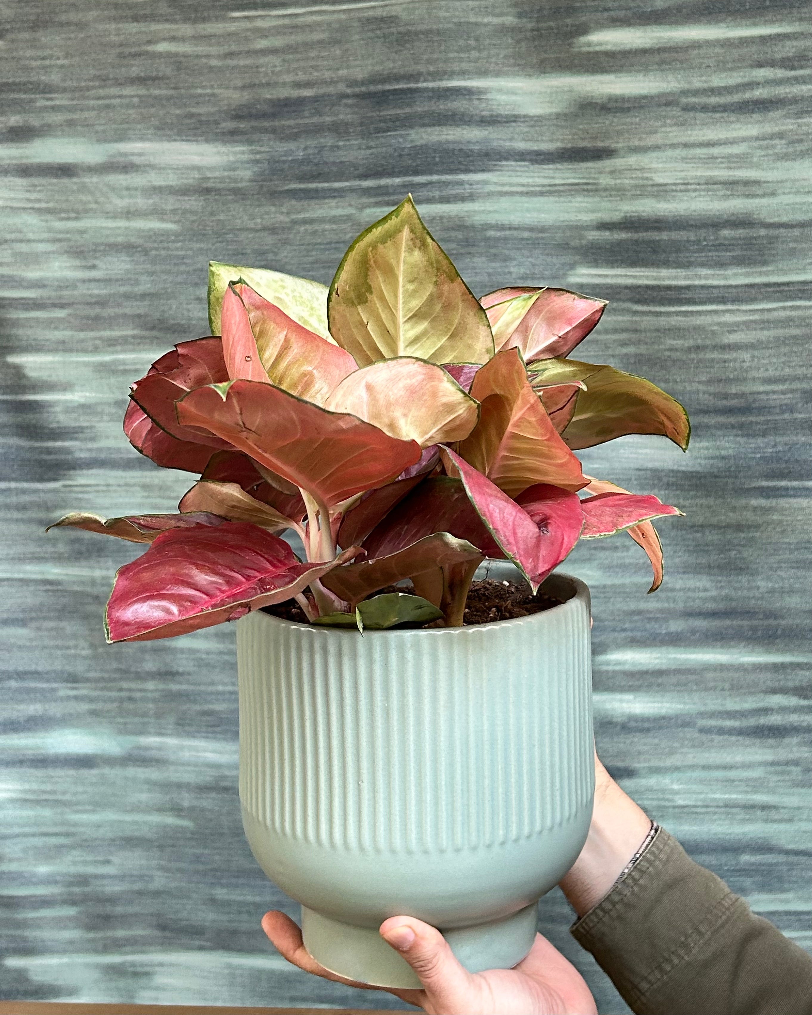 Aglaonema Thailand Red colourful foliage plant for home decor, ideal for living rooms and bedrooms.