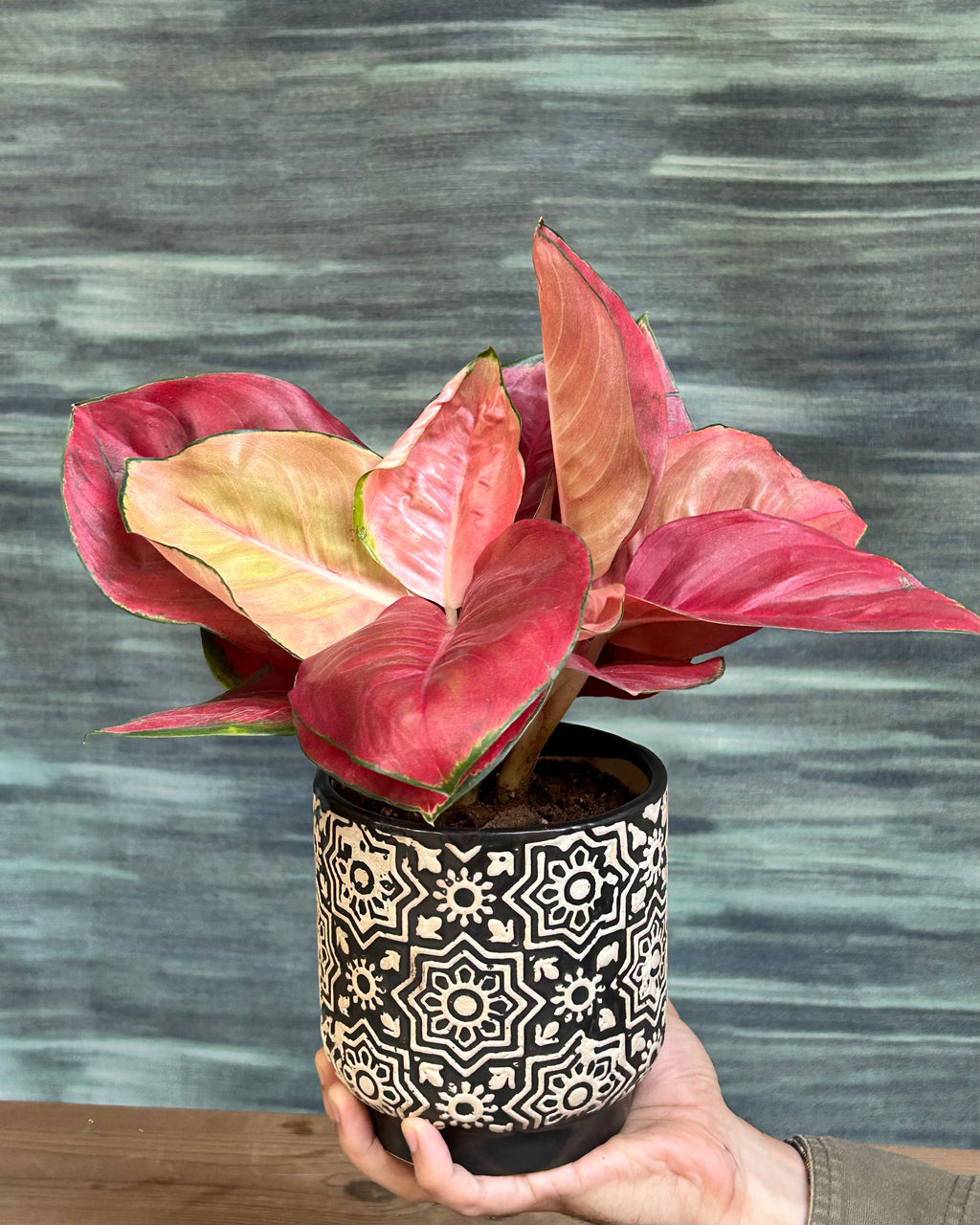 Colourful Aglaonema Thailand Red indoor plant for home decor, a compact foliage plant for living rooms and bedrooms in India