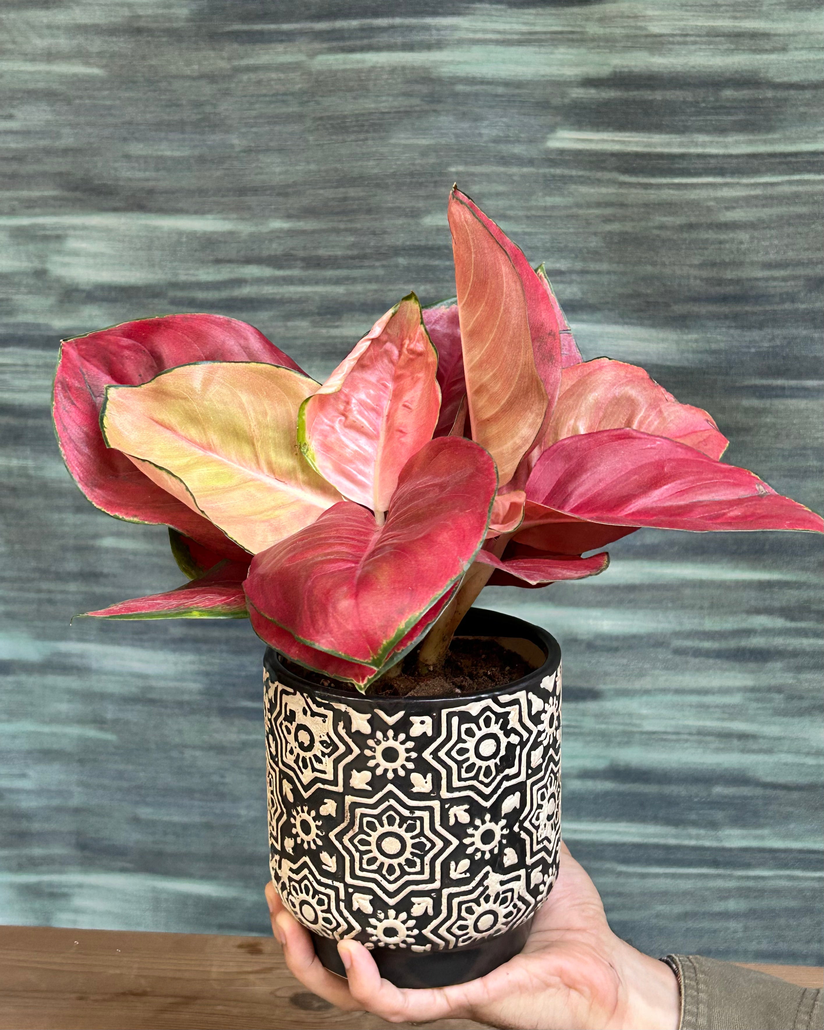 Colourful Aglaonema Thailand Red indoor plant for home decor, a compact foliage plant for living rooms and bedrooms in India