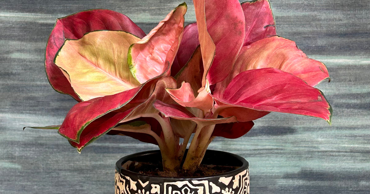 Aglaonema Thailand Red Indoor Plant with Red Green Leaves