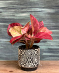 Aglaonema Thailand Red indoor plant with red and green leaves from Planterie Delhi, suitable for Indian homes and work desks