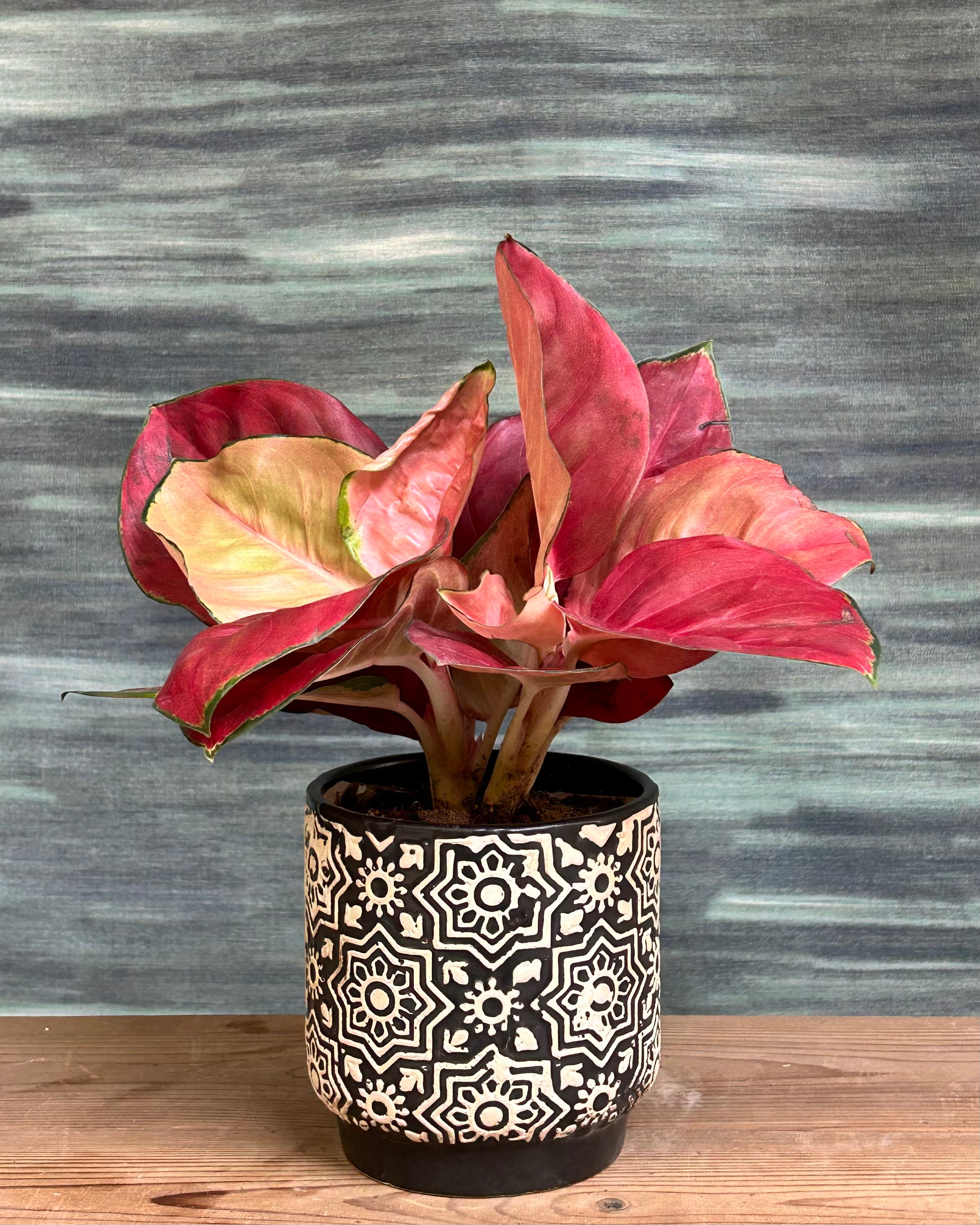 Aglaonema Thailand Red indoor plant with red and green leaves from Planterie Delhi, suitable for Indian homes and work desks