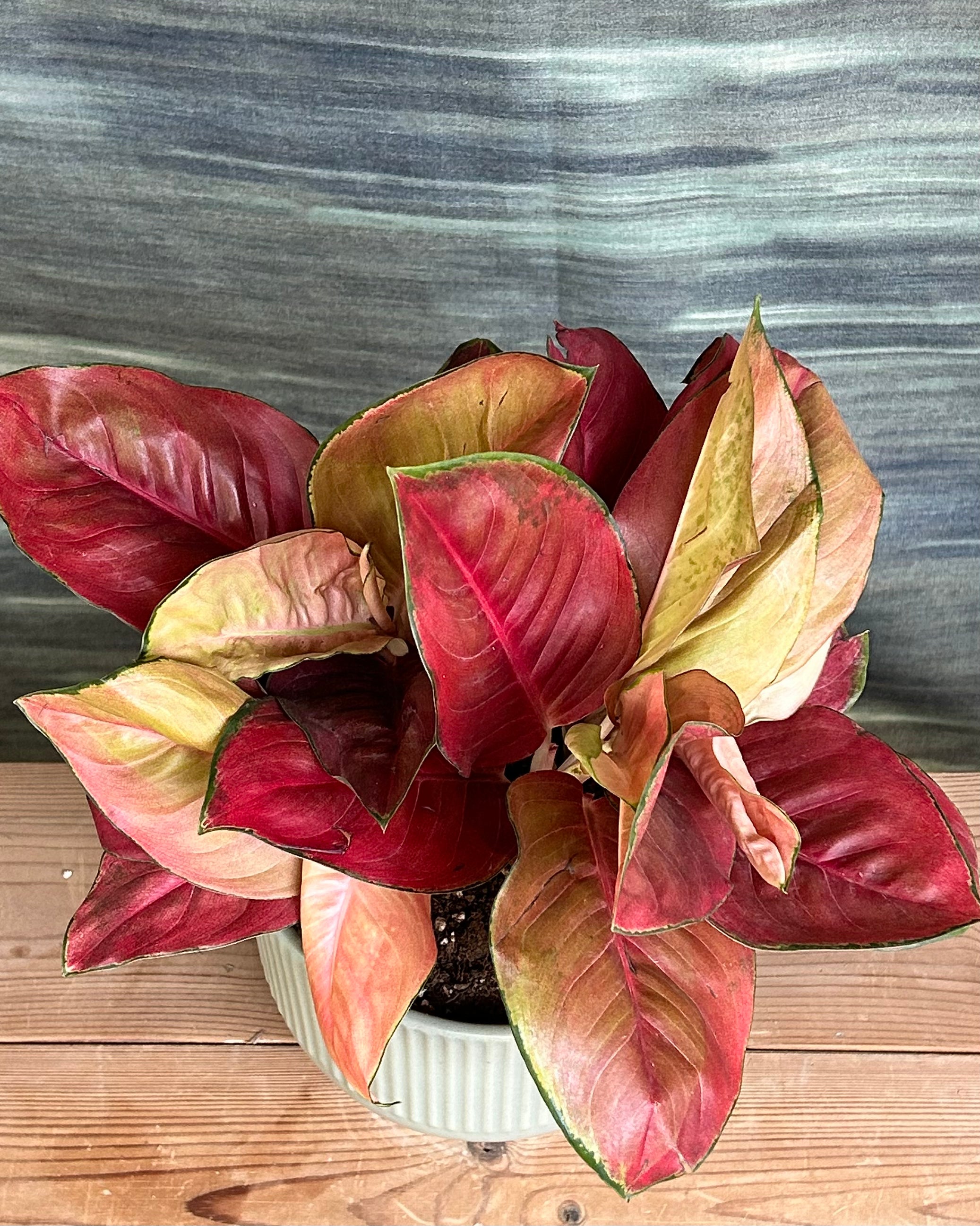 Aglaonema Thailand Red low maintenance indoor plant for Indian homes that prefers bright, indirect light