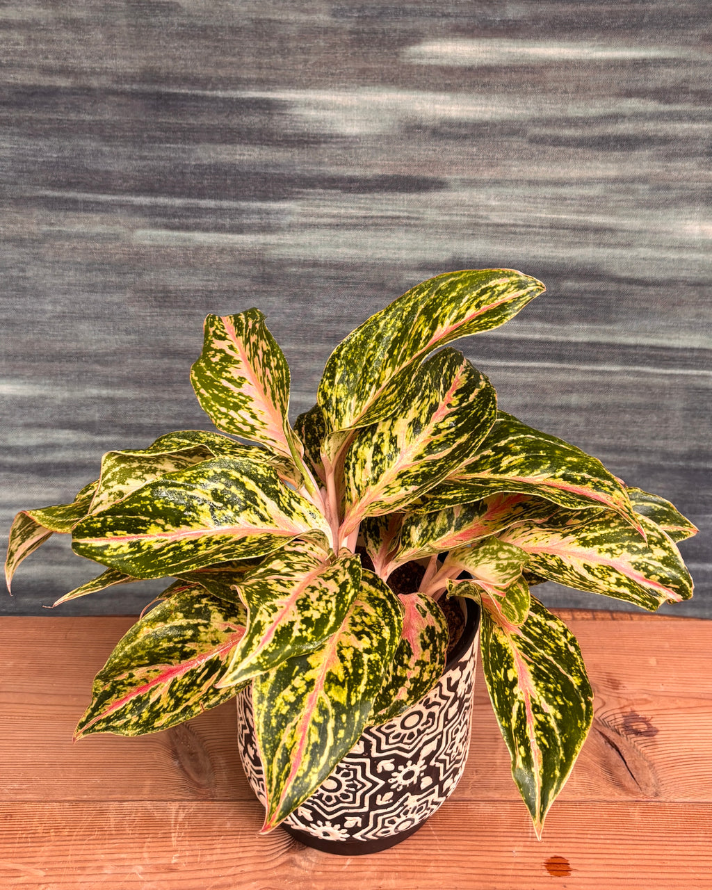 Aglaonema Firework in Black Block