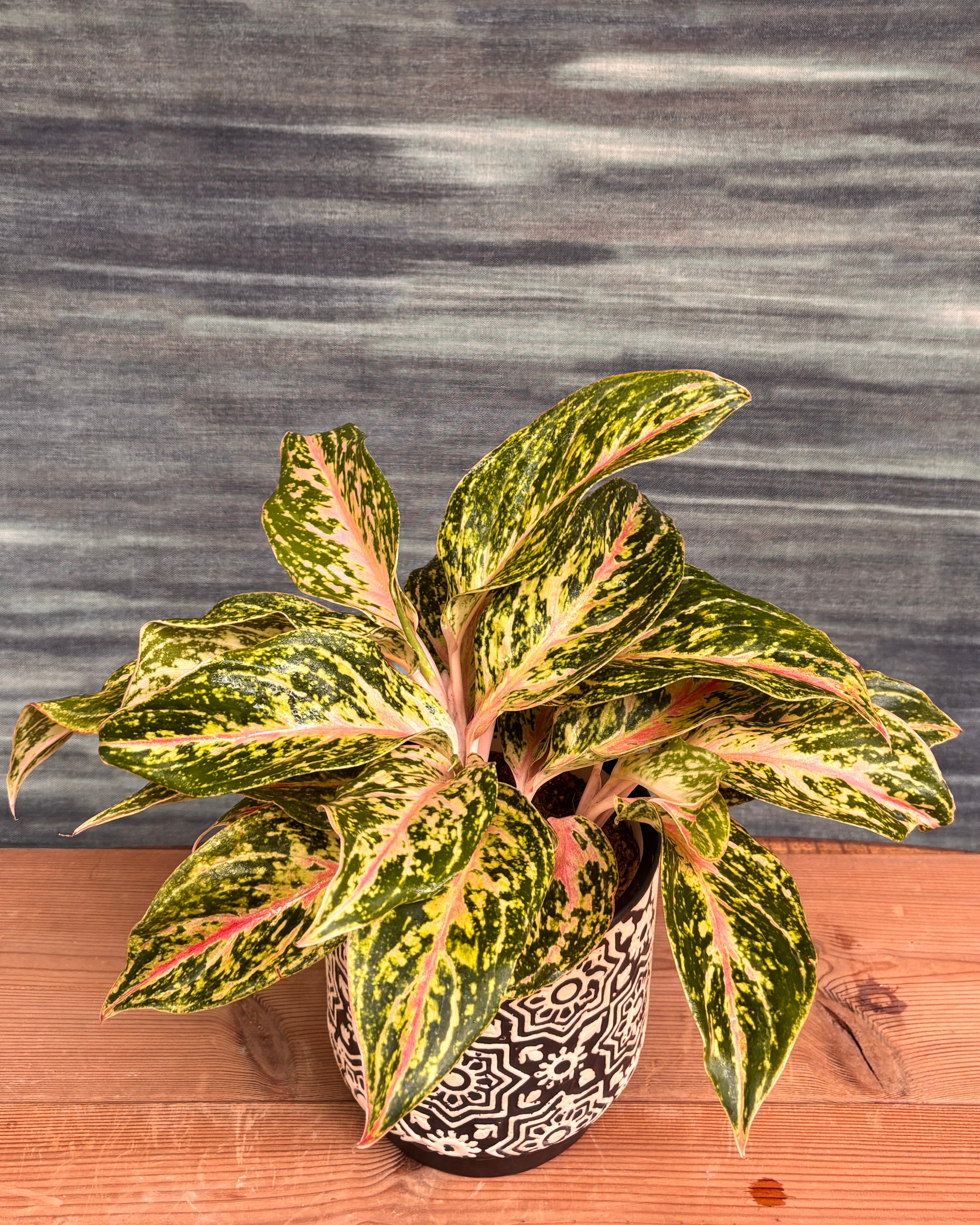 Aglaonema Firework in Black Block