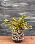 Aglaonema Firework in Black Block